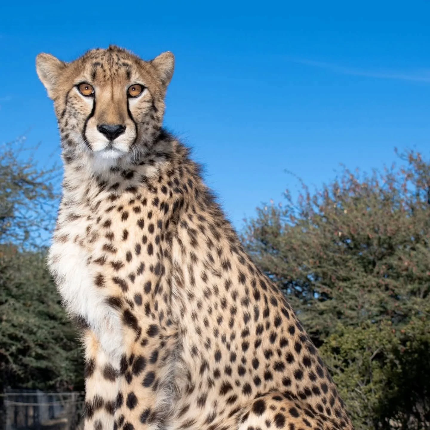 As part of our commitment to cheetah conservation we have created a 2026 Wall Calendar for the Cheetah Conservation Fund (CCF) just in time for the holiday season. Each month features a different cheetah image and information about how the Cheetah Co