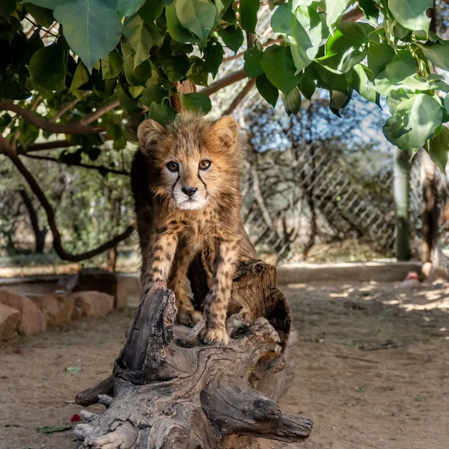 As part of our commitment to cheetah conservation we have created a 2026 Wall Calendar for the Cheetah Conservation Fund (CCF) just in time for the holiday season. Each month features a different cheetah image and information about how the Cheetah Co