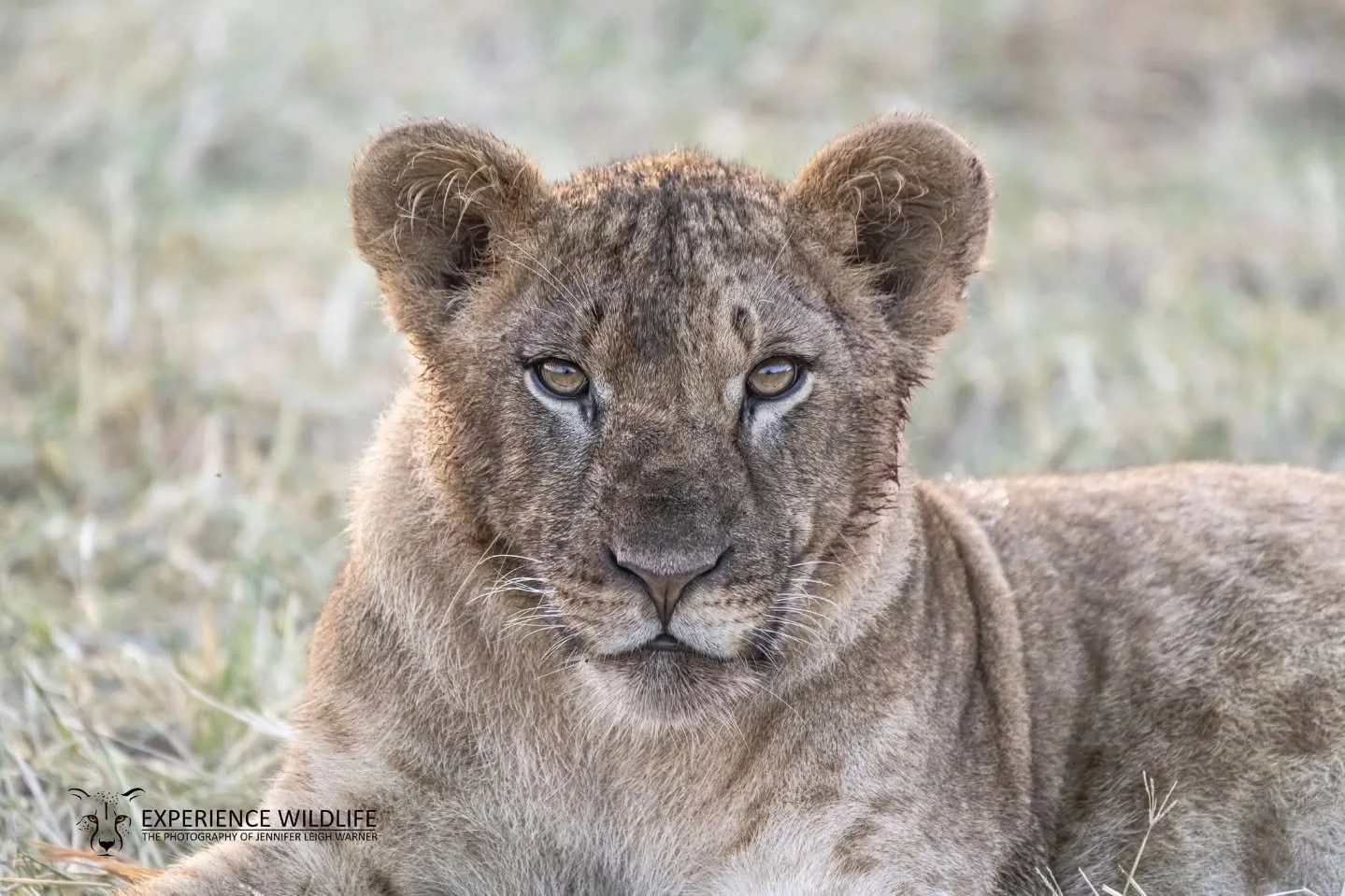 I love the intense stare that this lion cub is giving me. It is moments like this where I truly feel connected to my subjects. 

Kenya - 2023