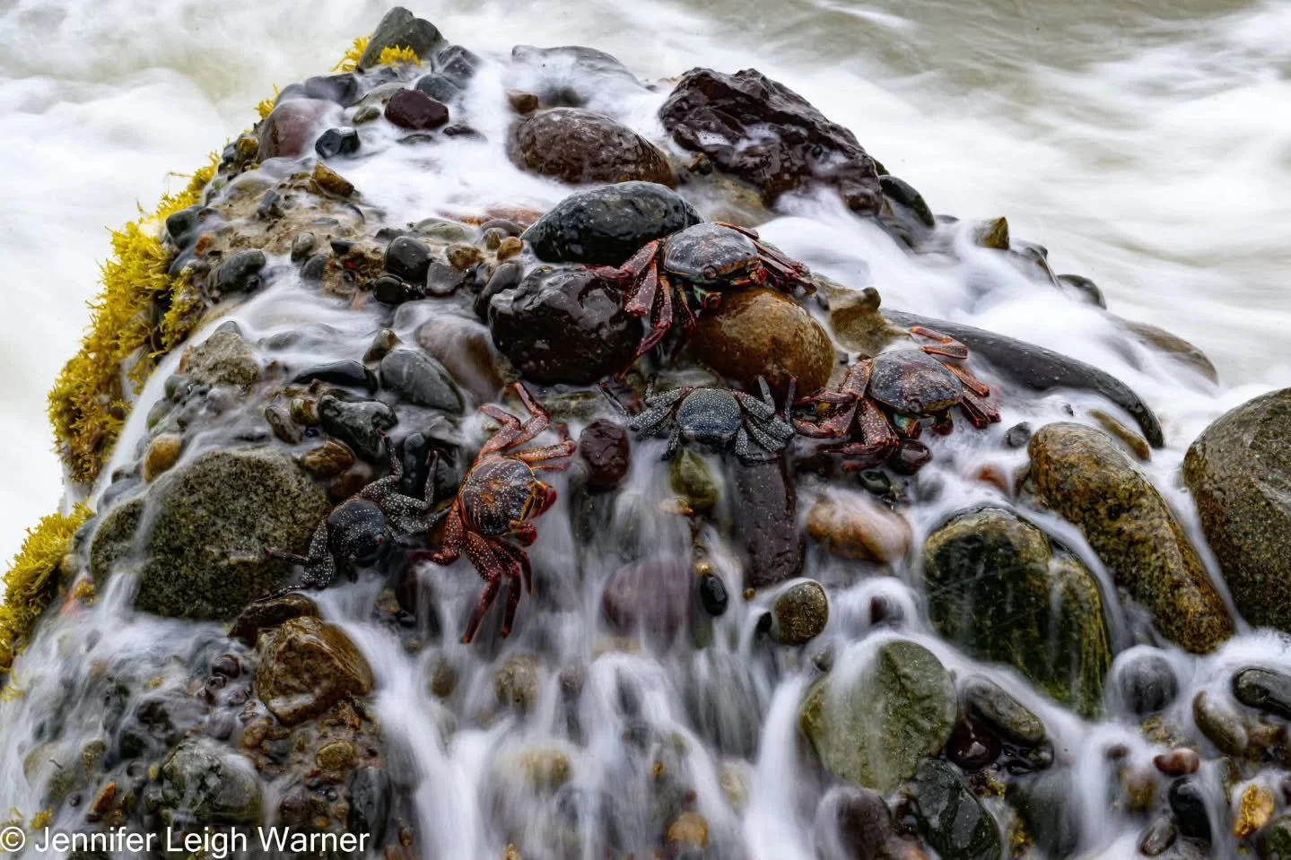 Water crashes over a rock full of sally lightfoot crabs in Lima Peru. 

Using a slow shutter speed on images like this can add a dreamy effect to the photograph.