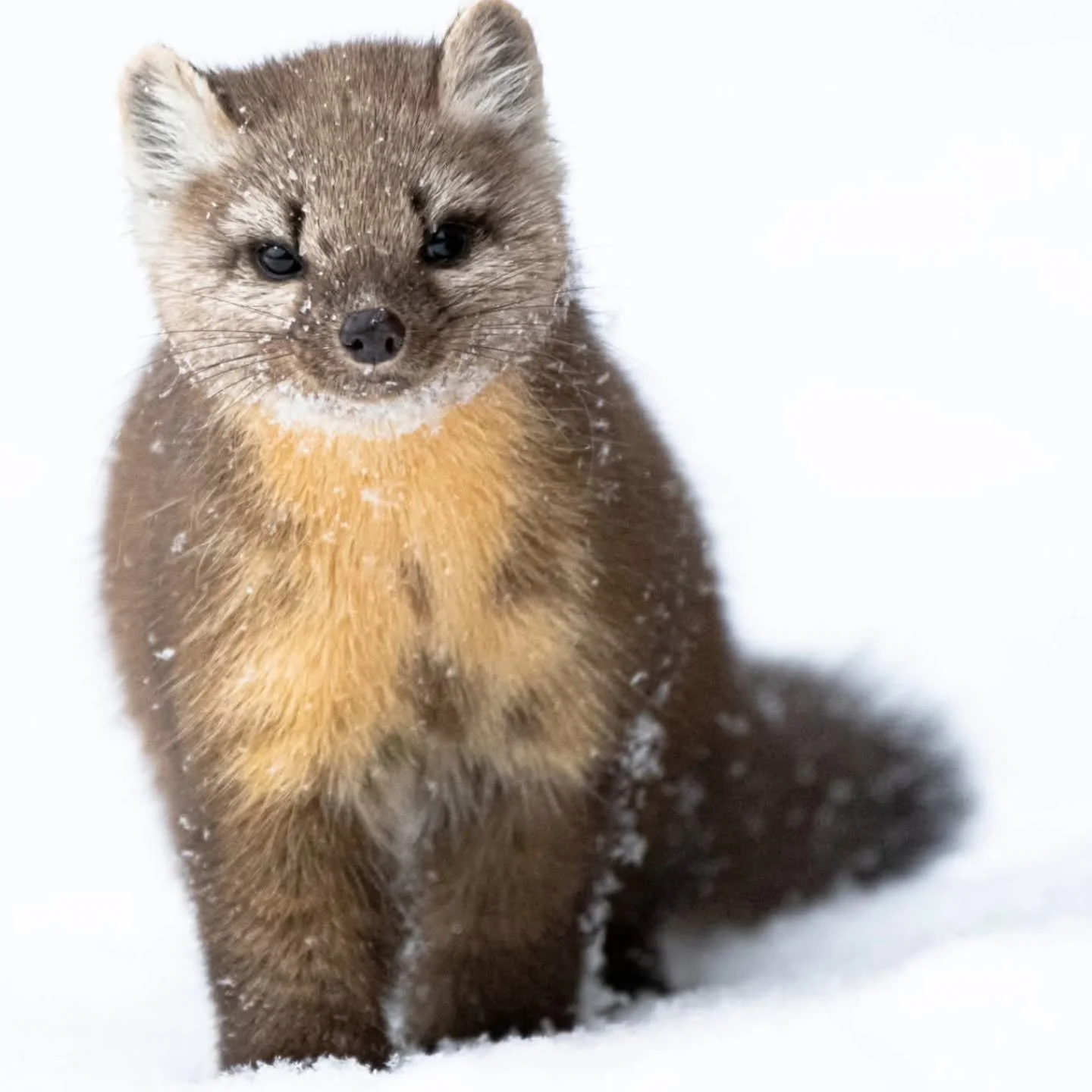 This Pine Martine in the snow has the sweetest little face. 

Yellowstone National Park, WY