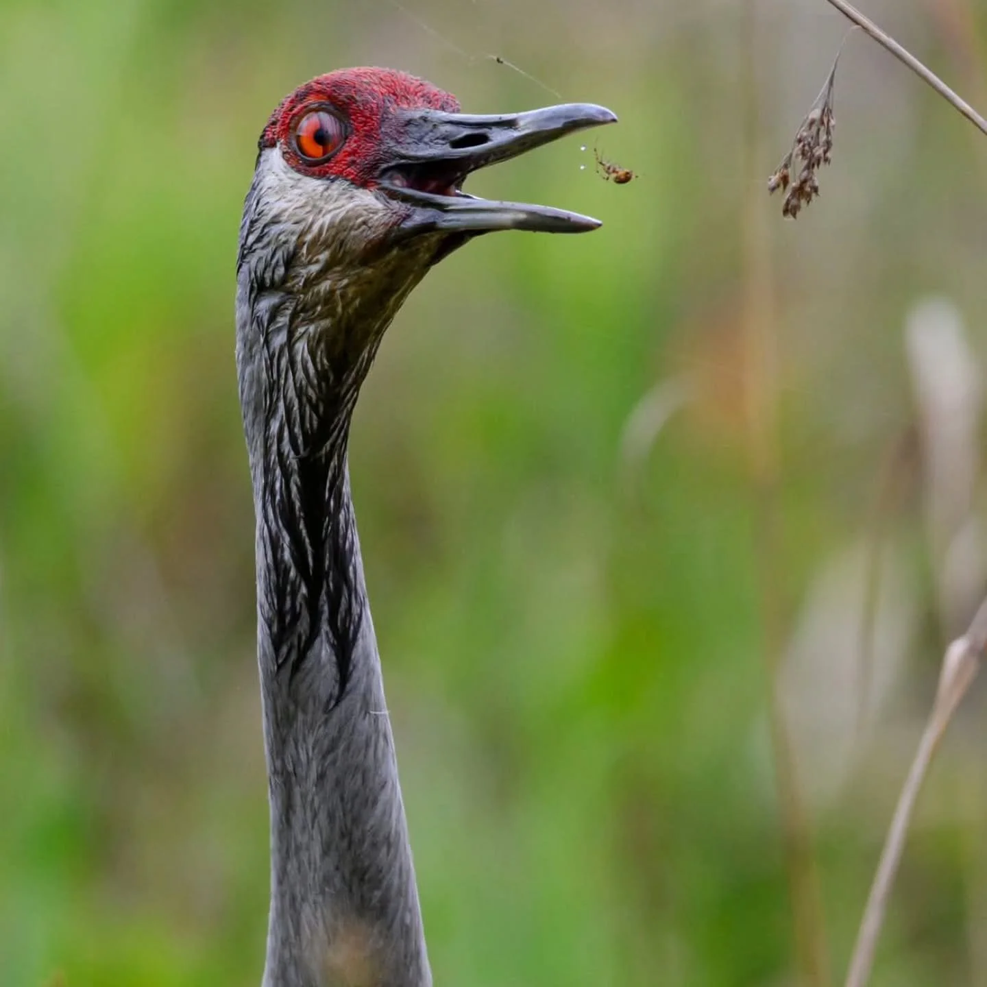 Did you know that Sandhill cranes are omnivores and that eat a wide variety of plants and animals, which changes depending on the season and location? Their diet includes seeds, grains, roots, and berries, as well as insects, earthworms, and small ve