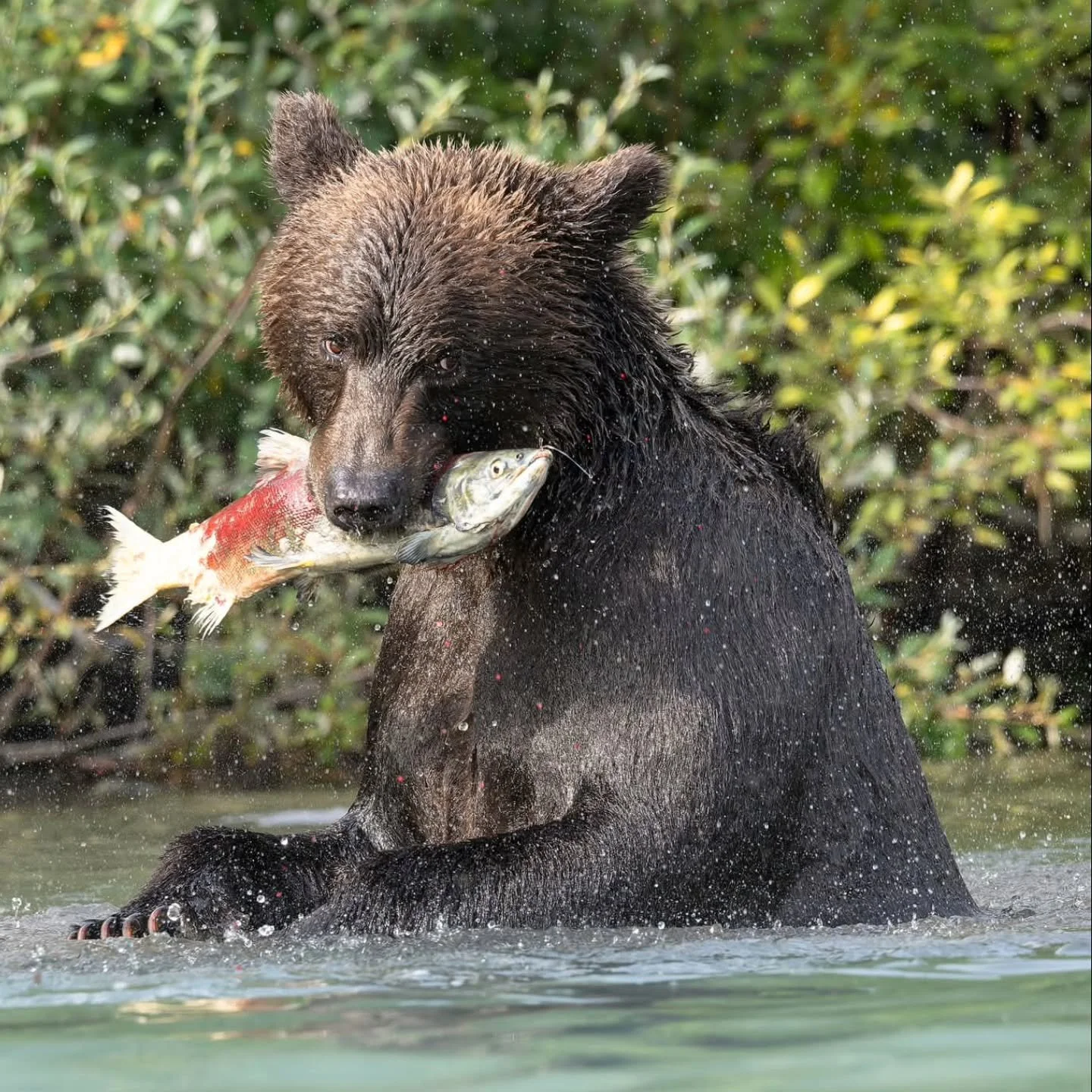We had a cancelation to our sold out Alaskan Brown Bears 2026 tour coming up this August. Alyce Bender and I will be hosting this week long workshop taking you to 5 different locations to photograph Alaskan Brown Bears fishing for salmon and digging 