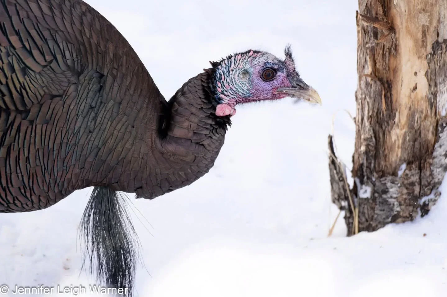 Wishing you all a very happy Thanksgiving.