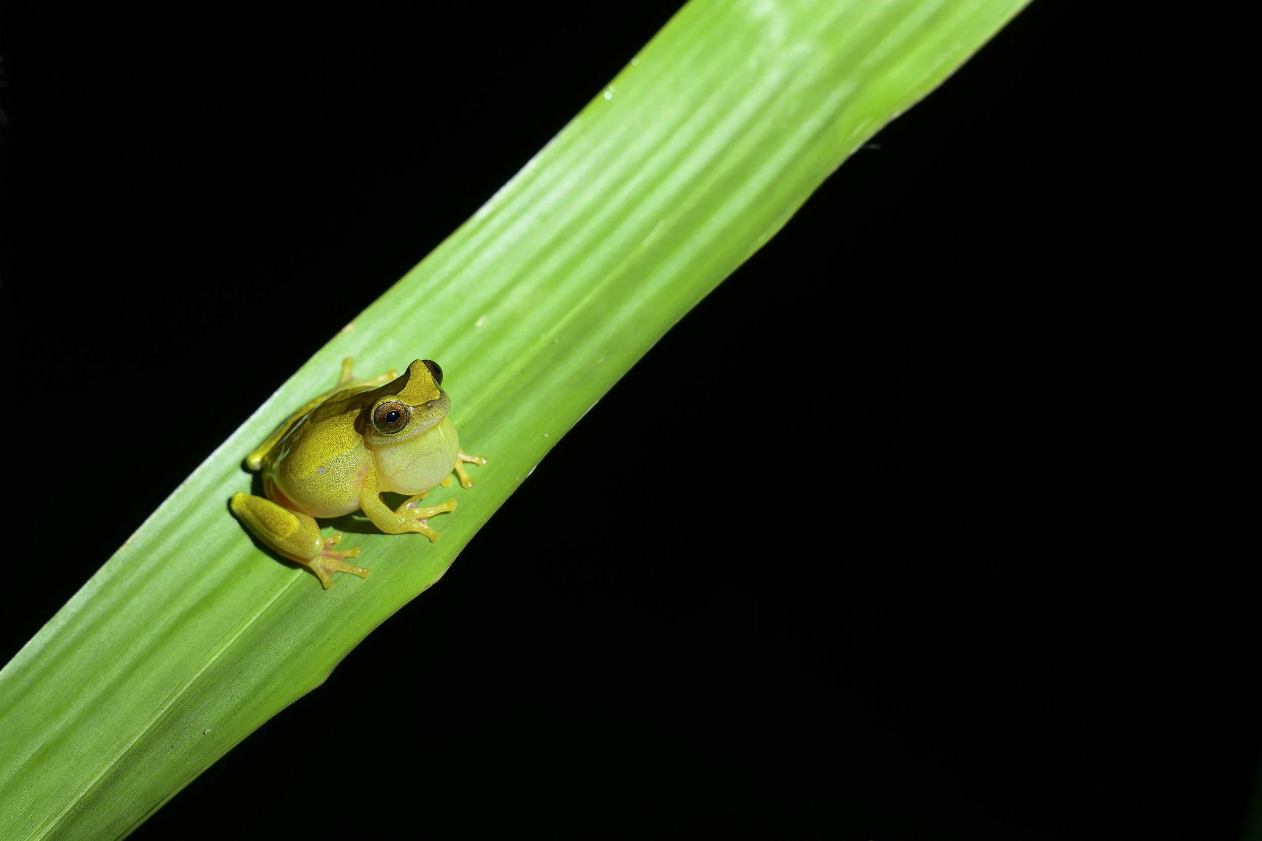 AMAZON 2027: Peruvian Riverboat Photography & Birding Adventure
