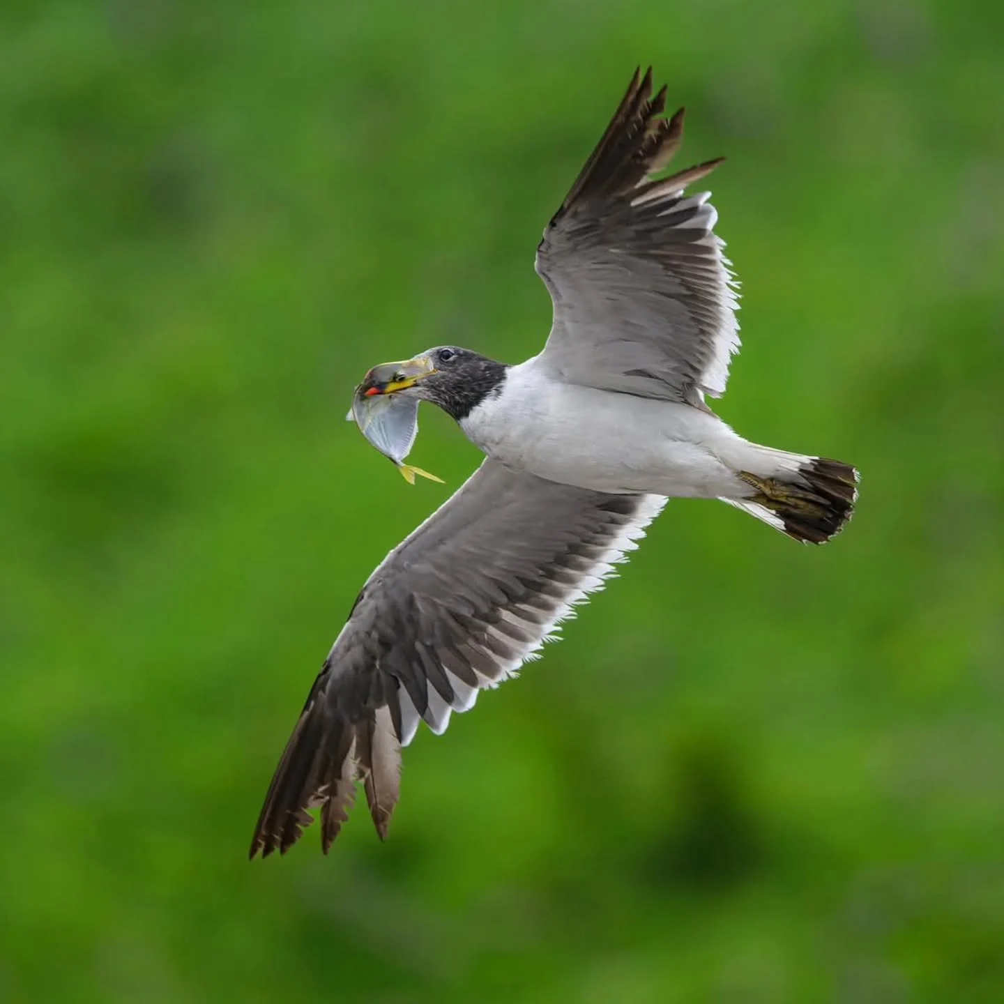 A Franklin's Gull shows off his prize in Lima, Peru. These gulls migrate south from their breeding grounds in North America to winter in coastal South America, with significant numbers being reported in Lima from October through May.