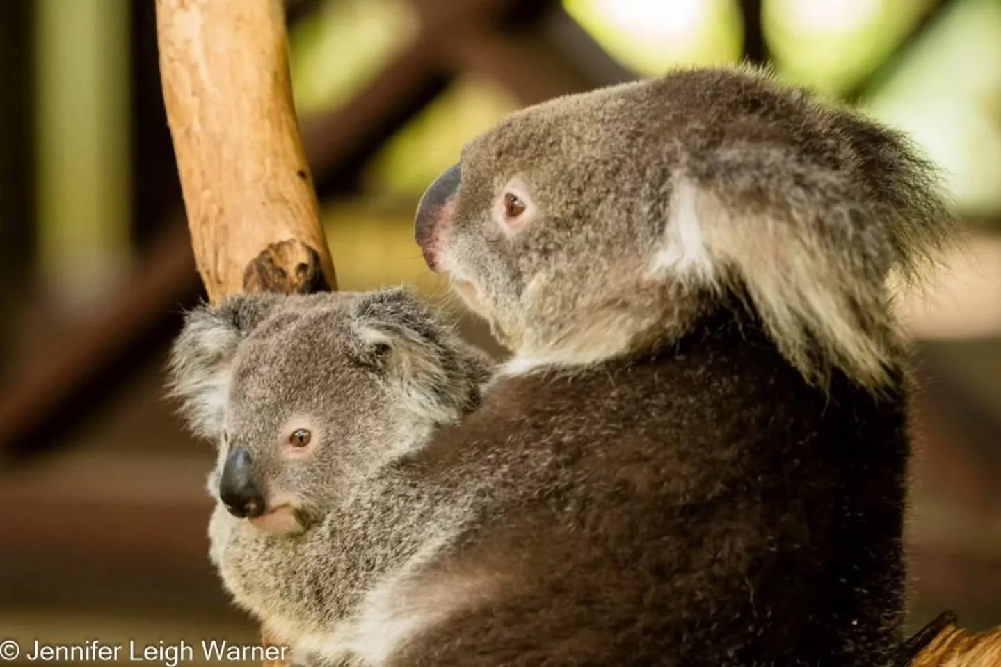 It's Cyber Monday! And it is your last day to take advantage of our incredible offer to redeem the $500 discount on either of my 2026 Australia trips. 

https://www.experiencewildlife.com/workshops-tours/conservationstorytellersbootcamp

HIGHLIGHTS
*
