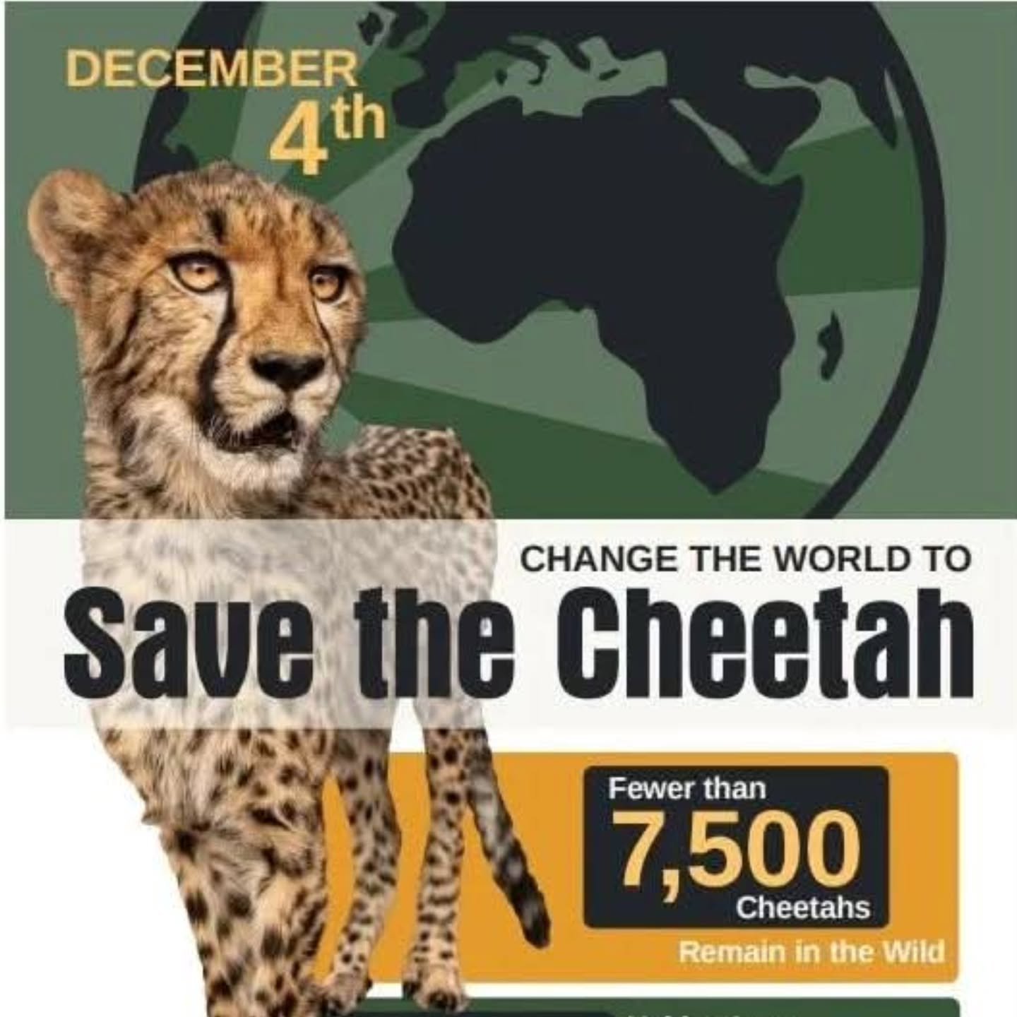 Happy #InternationalCheetahDay

Photo by: Jennifer Leigh Warner at the Cheetah Conservation Fund (CCF) center in Namibia. 

Learn more about cheetahs and how to celebrate them today at: https://internationalcheetahday.com/