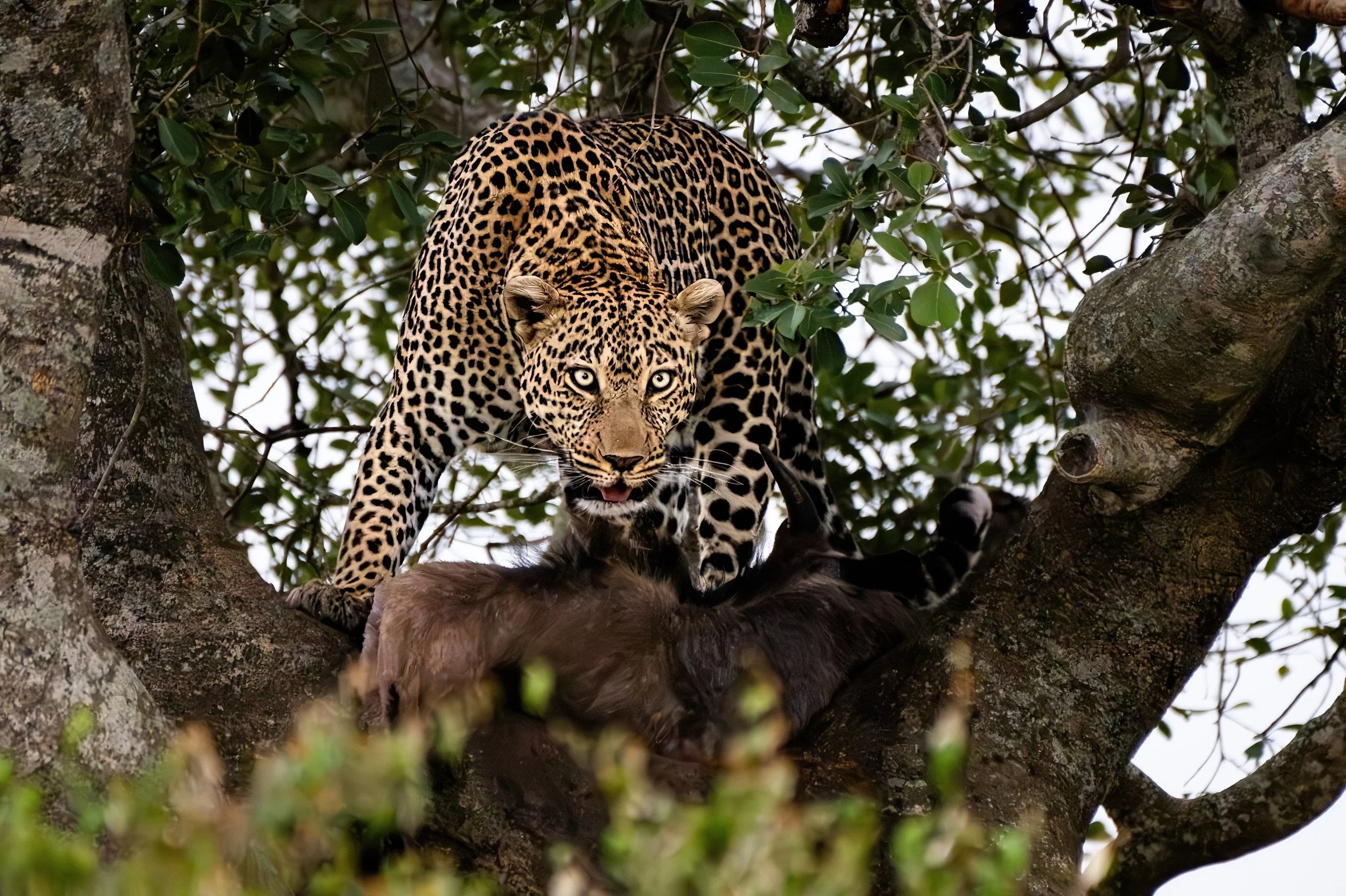 KENYA: WILDLIFE MIGRATION PHOTOGRAPHY ADVENTURE