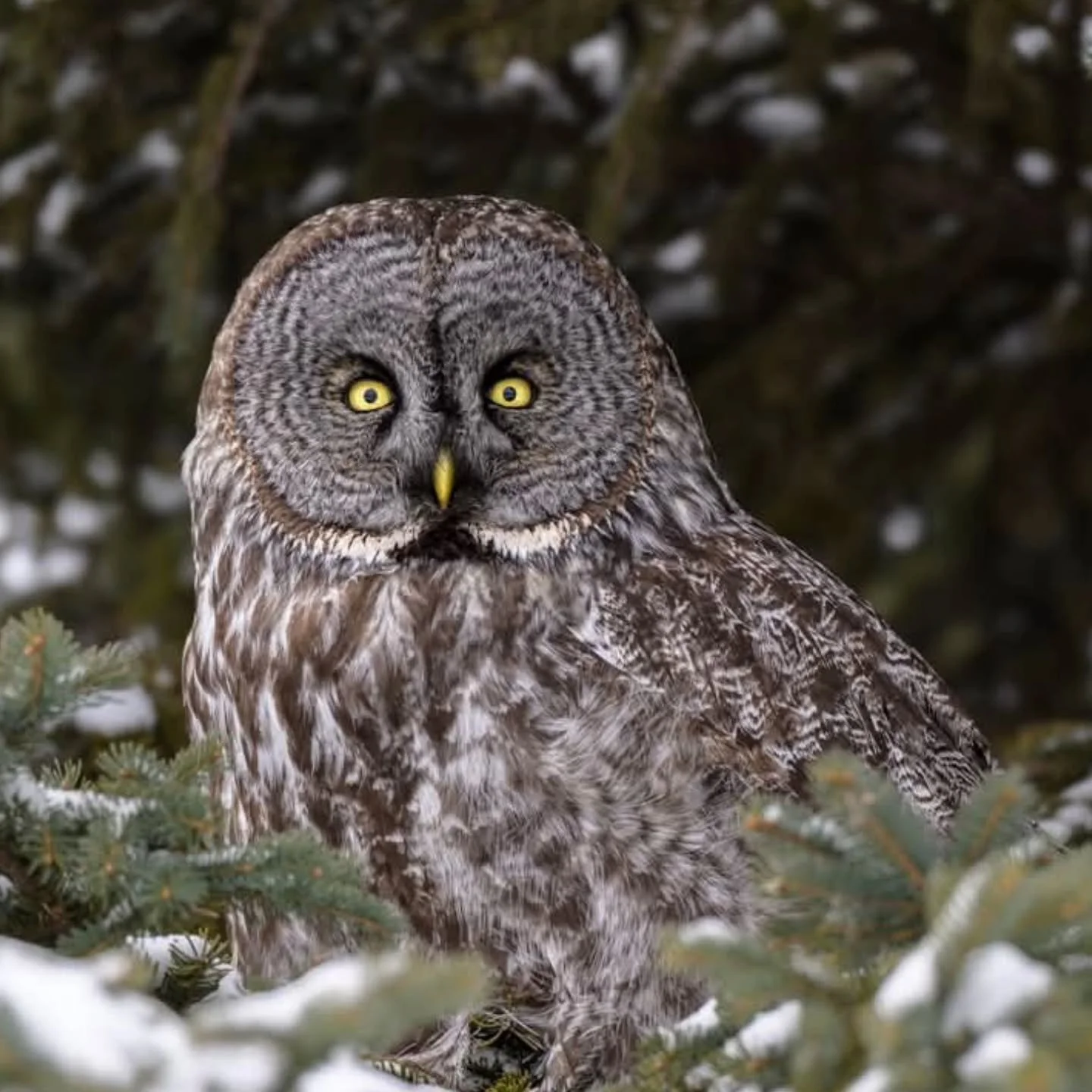 February 2-5, 2026 I'm offering an Owls and Winter Birds of Sax-Zim Bog Photo Tour for the North American Nature Photography Association (NANPA) www.nanpa.org

There is a discount price available for NANPA members, but if you are not a NANPA member y