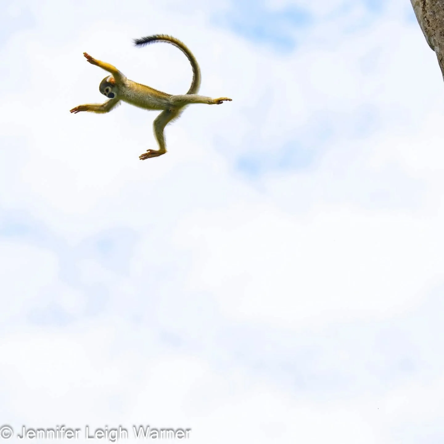 It has been such a busy year, that I am only now getting a chance to edit my photos from the year. It is so much fun reliving these incredible memories. 

This Squirrel monkey from the Amazon Rainforest in Peru take a big leap from one tree to anothe