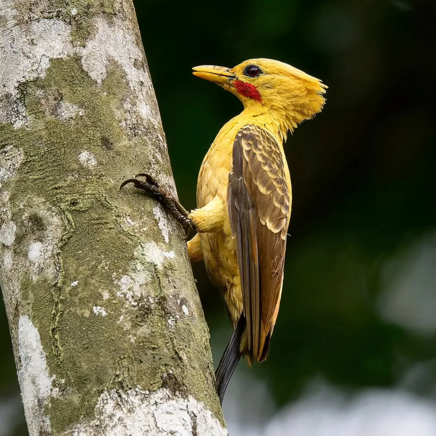 The Amazon Rainforest has some of the coolest looking birds on the planet. This is the Cream-colored Woodpecker, not only is it unique for its coloring and the crest on top of his head, but some bird enthusiasts report a faint citrus or lemon-like sc