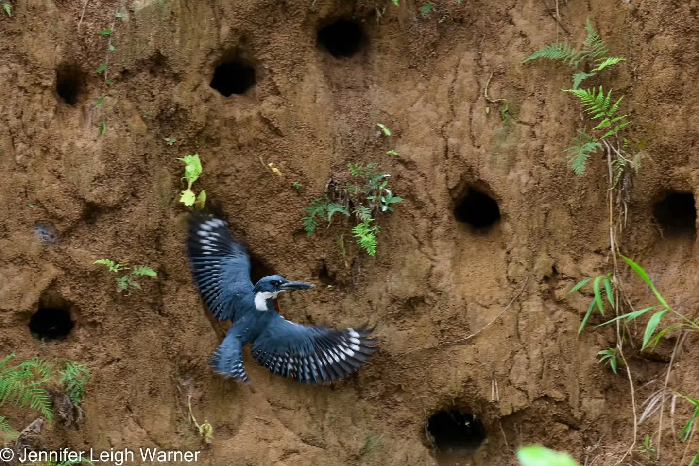 Amazon Kingfishers (and most kingfishers) live in holes, nesting in long burrows they excavate into soft earth banks of rivers, streams, or lakes for protection from predators, with tunnels leading to a nest chamber where they lay eggs.