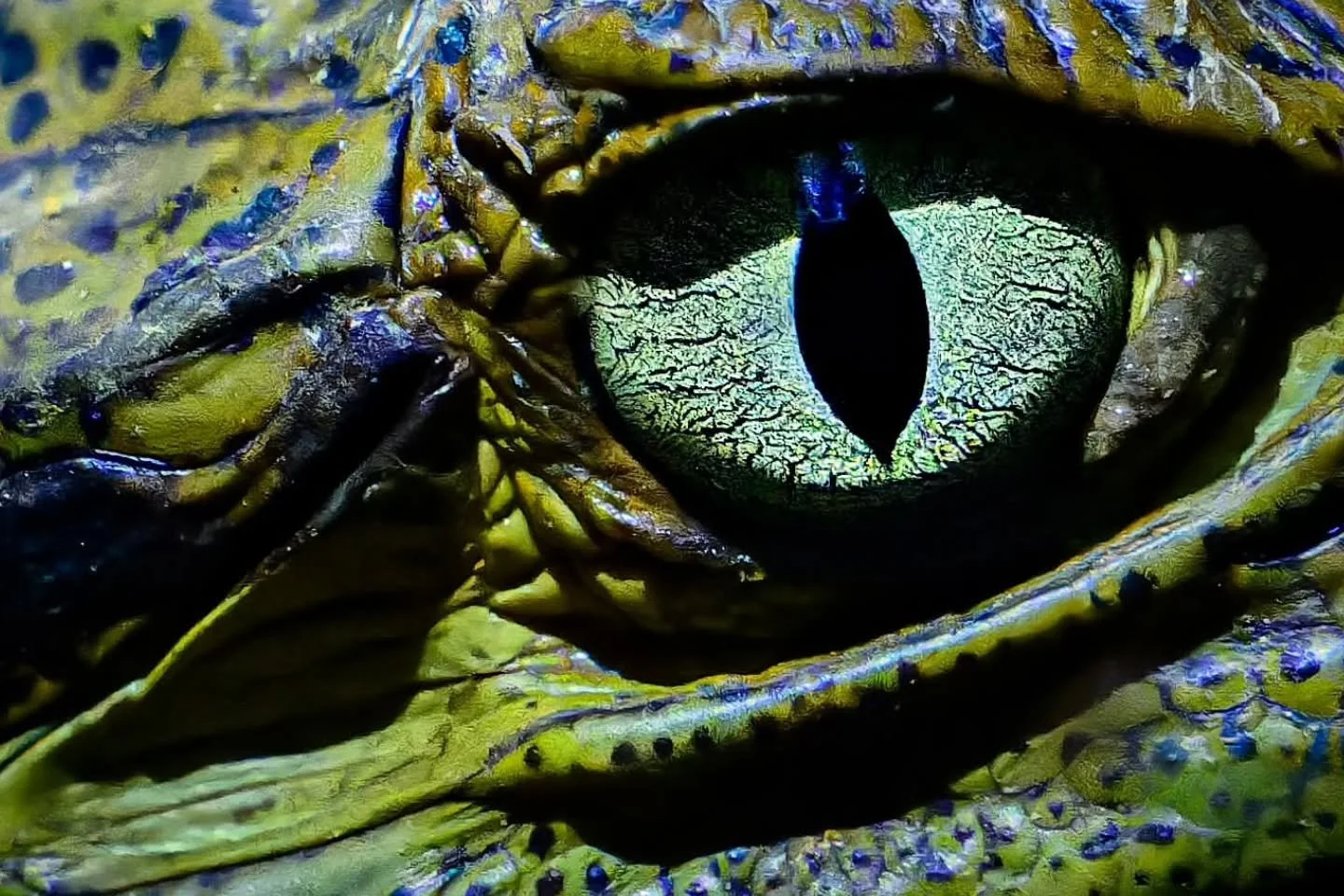 Deep in the Amazon Rainforest you will find dinosaurs.... OK, not really the animal you are seeing is actually a caiman but they are close relatives, both belonging to a larger reptile group called Archosauria, which also includes birds (the only sur