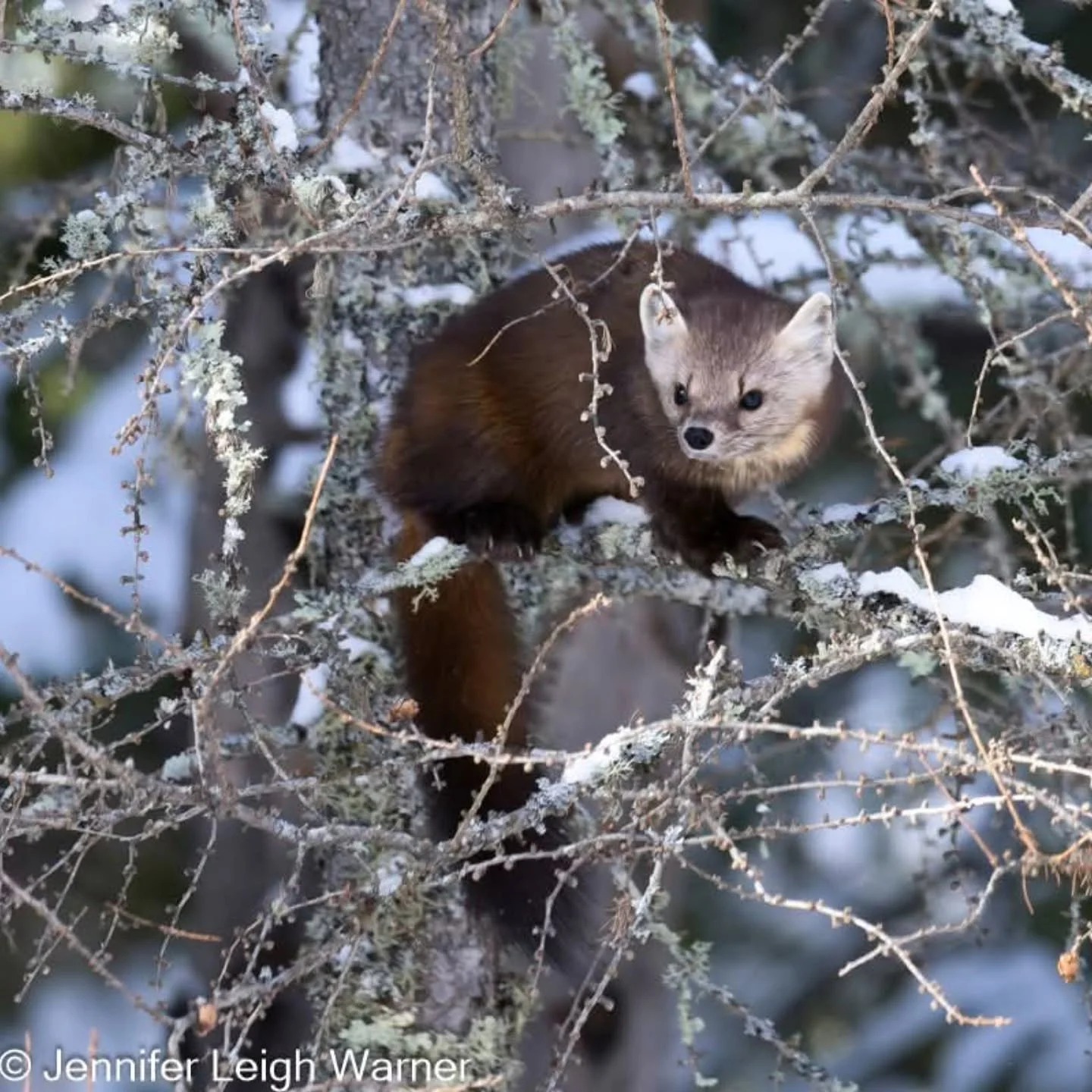 This past year has been full of amazing and wonderful adventures both near and far. One location I visited early last year was Sax Zim Bog in Northern Minnesota. I photographed this Pine Martin standing on a snowy branch.