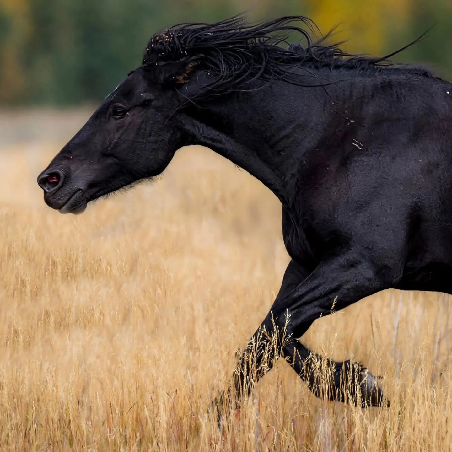 2026 is known as the Year of the Fire Horse, which is a rare and dynamic combination of the Horse sign with the Fire element. That particular pairing only comes around every 60 years.
🐴🔥🌿 In Chinese astrology, the Horse symbolizes energy, freedom,