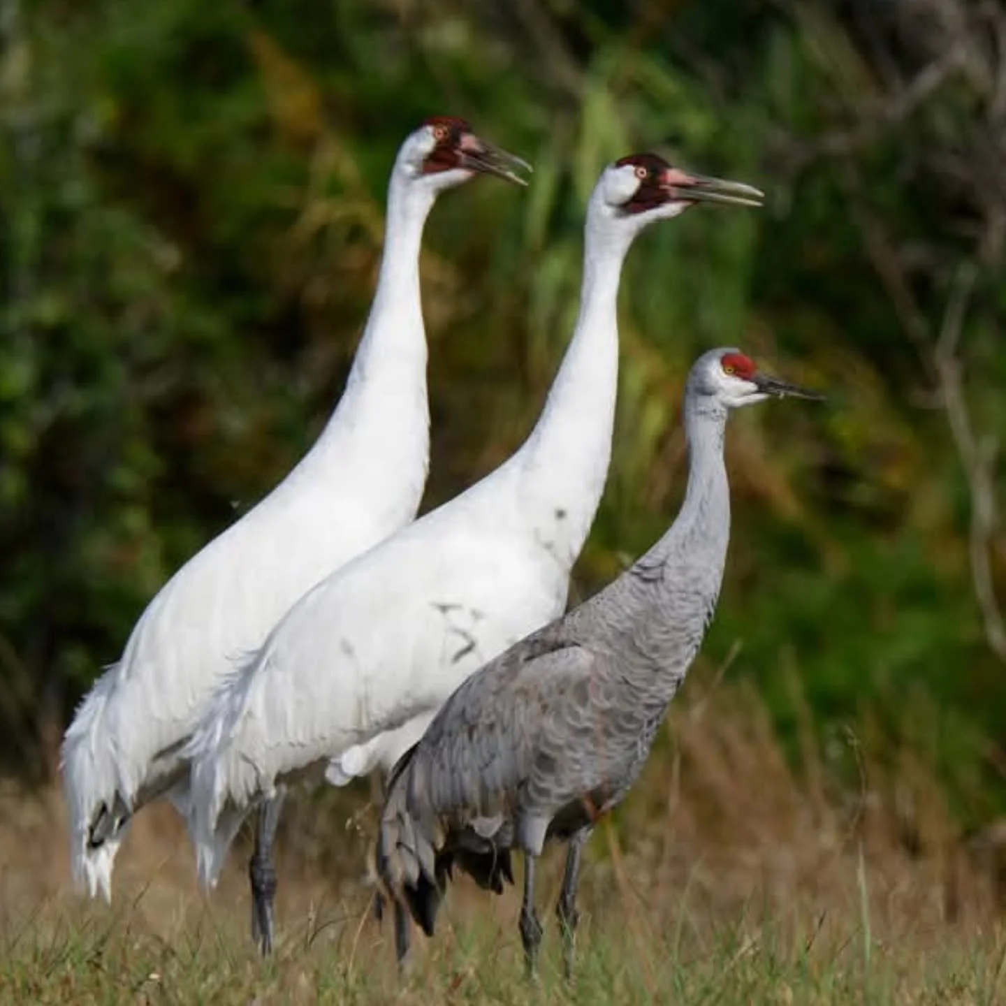 I'm off on to my first of four Texas Whooping Crane tours this January. Photographing one of North America's rarest birds in their wintering grounds and sharing this with others is why I do this for a living. The Whooping Crane is truly one of the gr