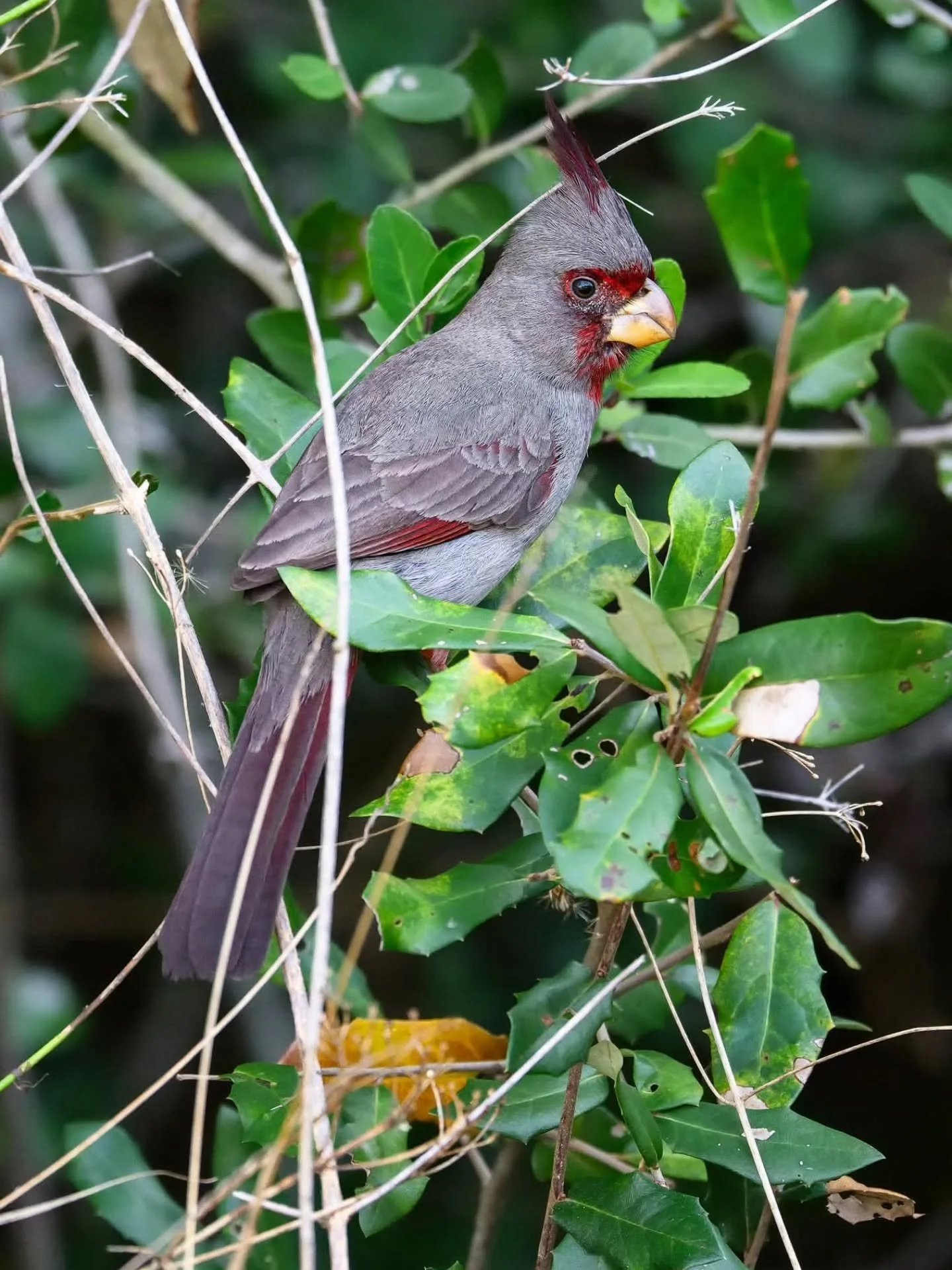 No matter how many times one visits a particular area, nature has a remarkable way of offering something new and exciting. Each visit unveils fresh perspectives and hidden wonders, making every journey truly unique.

During our recent Whooping Crane 