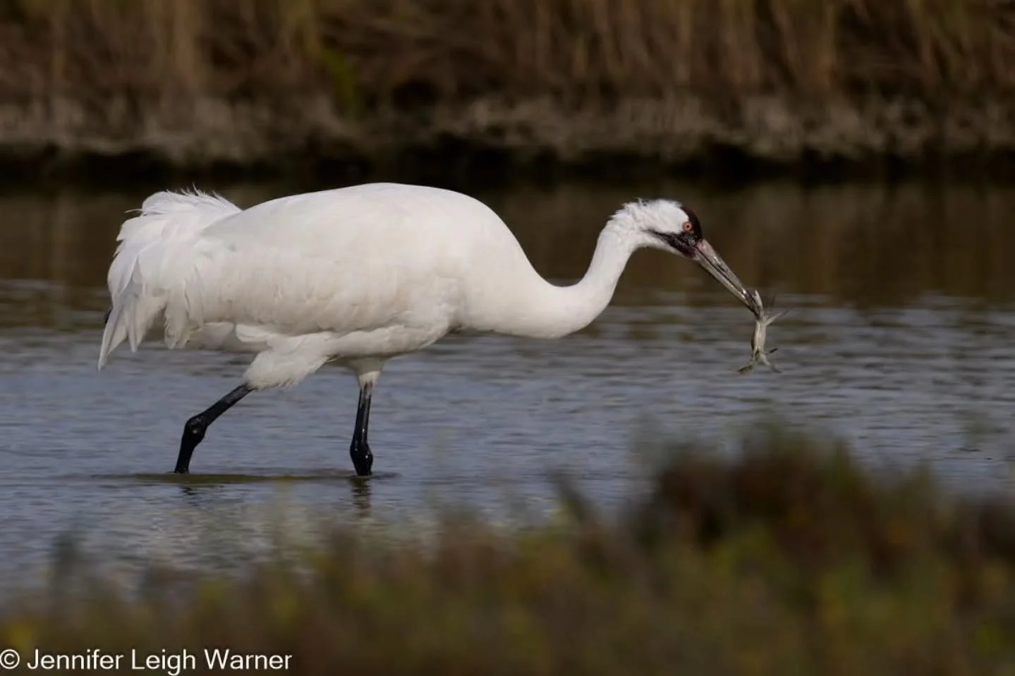 Did you know that Whooping Cranes can eat up to 80 blue crabs in a single day during winter, as these nutrient-rich crustaceans are a crucial part of their diet, helping them build energy for migration, especially at their wintering grounds like the 