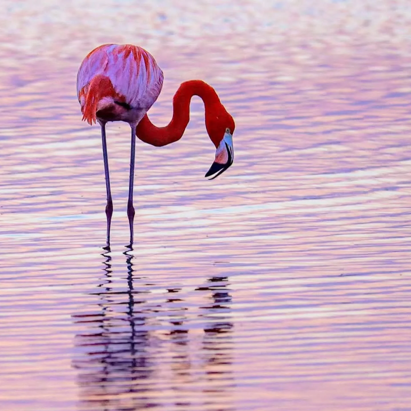 "Pink on Pink" In 2023 hurricane Idalia blew into South Texas a few American Flamingos from the Caribbean. One has remained and has been consistently seen in Port Aransas. Although we don't know if it is a male or female flamingo, I like to