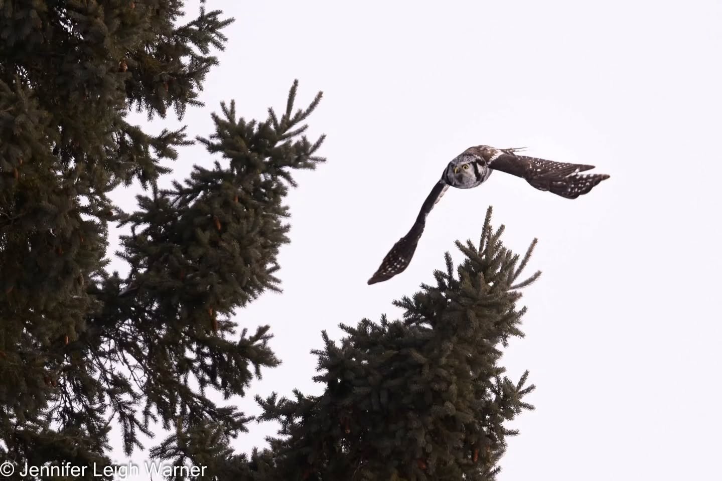 Before leaving Minnesota early due to the massive winter storm we were able to get out and make some images. The Northern Hawk Owl gave us a quick display of their beauty, grace and speed, while the smaller colorful birds were putting on a nice displ