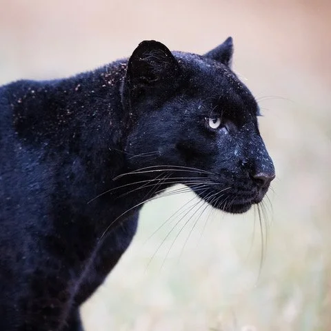 KENYA: BLACK LEOPARD WILDLIFE PHOTO SAFARI
