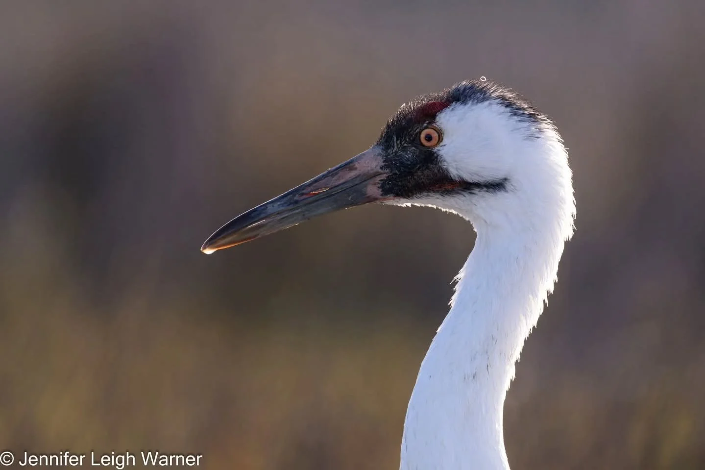 We just wrapped up four Whooping Crane tours here in Texas. We had incredible experiences with the cranes this past month and we were even lucky enough to get some close encounters while out on the boat in the Aransas National Wildlife Refuge here in