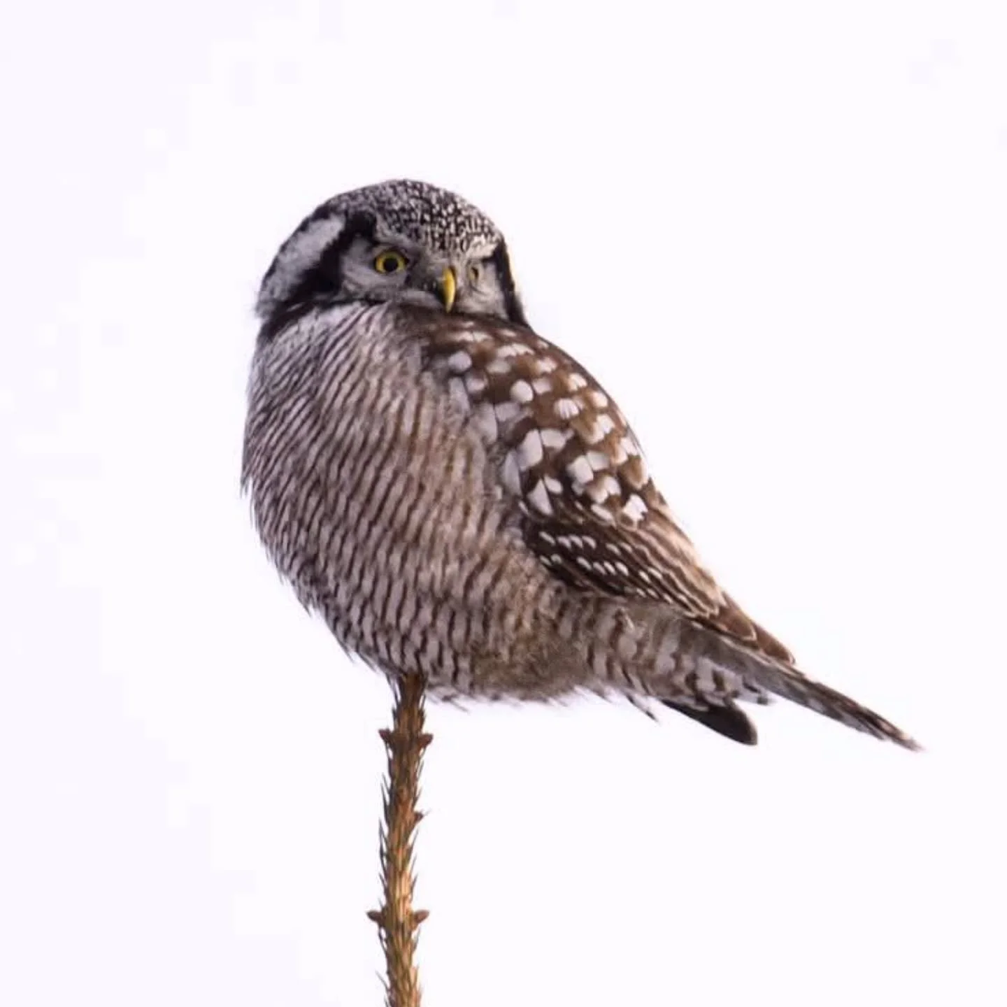 I'm heading back to Minnesota for my second NANPA MN Owls trip of the year.