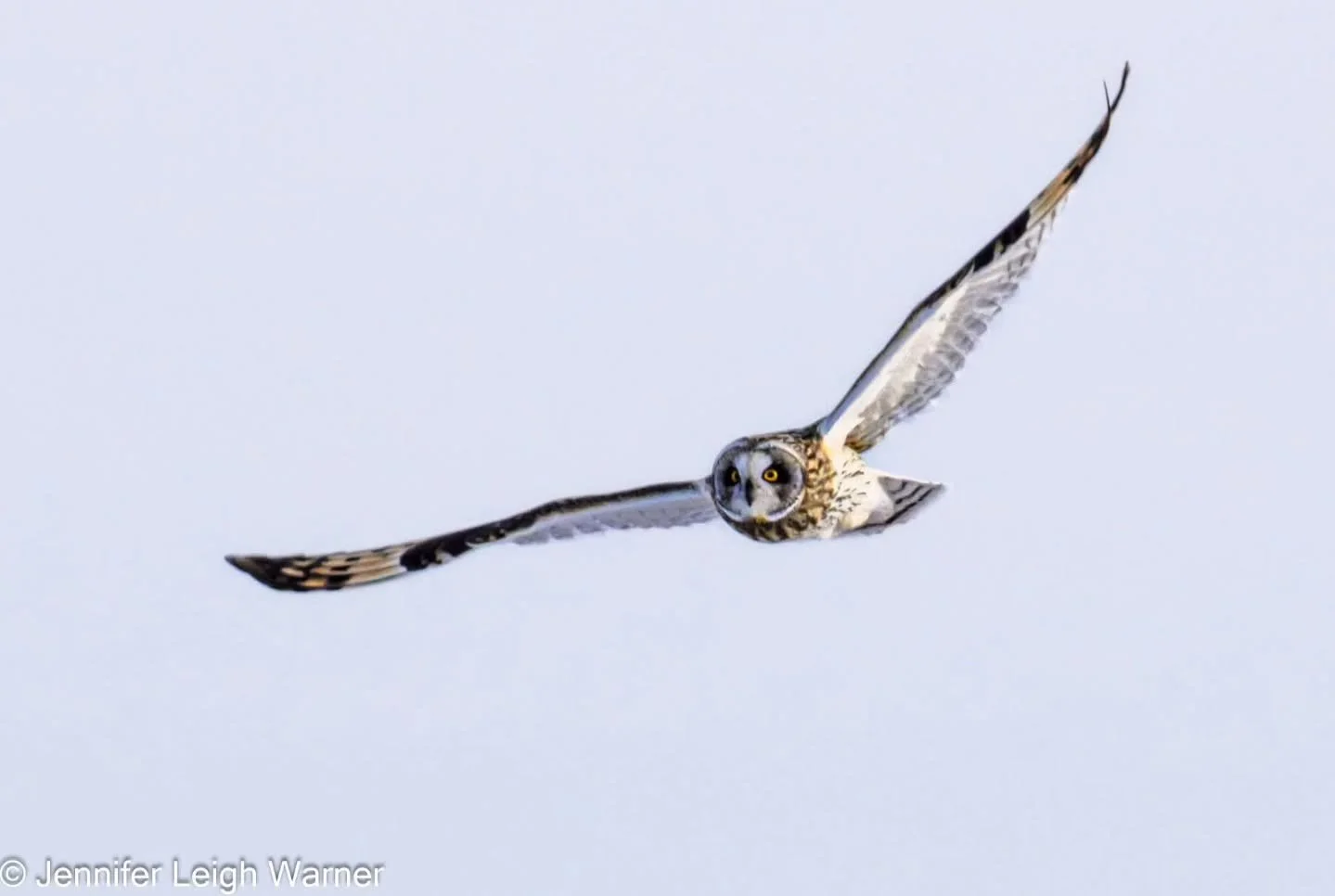 We just wrapped our second North American Nature Photography Association-NANPA Minnesota Owl Tour of the year. The weather was much better this time around and we managed to find four different species of owls including the Short-eared Owl, the North