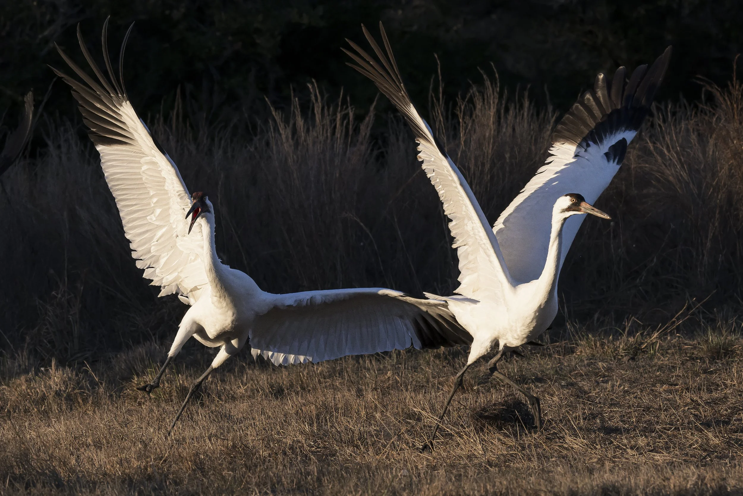 2026 Whooping Crane Trip Reports