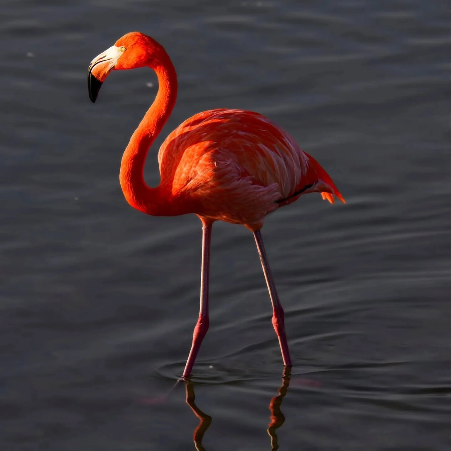 Just like this Texas Flamingo, I was blown a little off course and seemed to have missed Valentine's Day. I hope you were all showered with love and appreciation. 

I photographed this Flamingo during my Women In Wildlife Photography Tours Texas Whoo