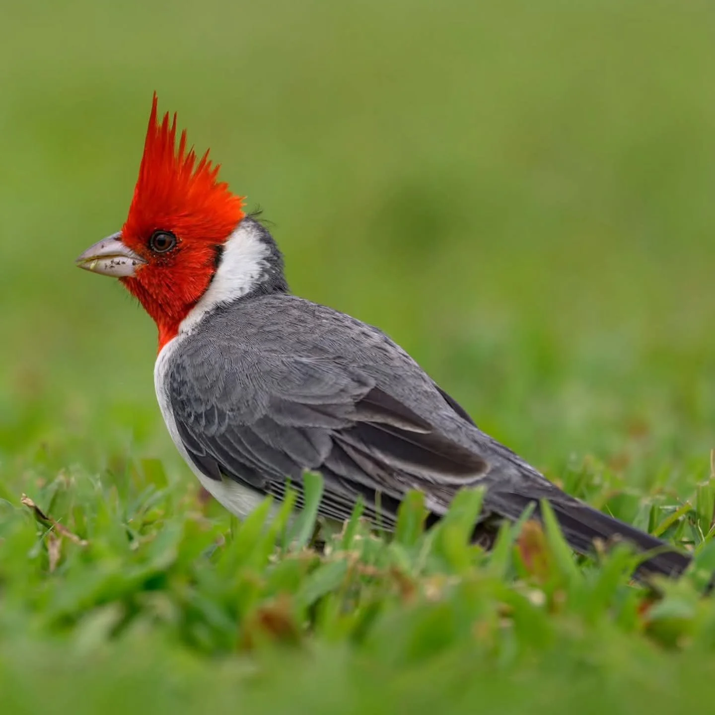 The Red-crested Cardinal (Paroaria coronata), despite its name, is not closely related to the true cardinals of North America, such as the Northern Cardinal (Cardinalis cardinalis). Instead, this striking bird belongs to the tanager family, known for