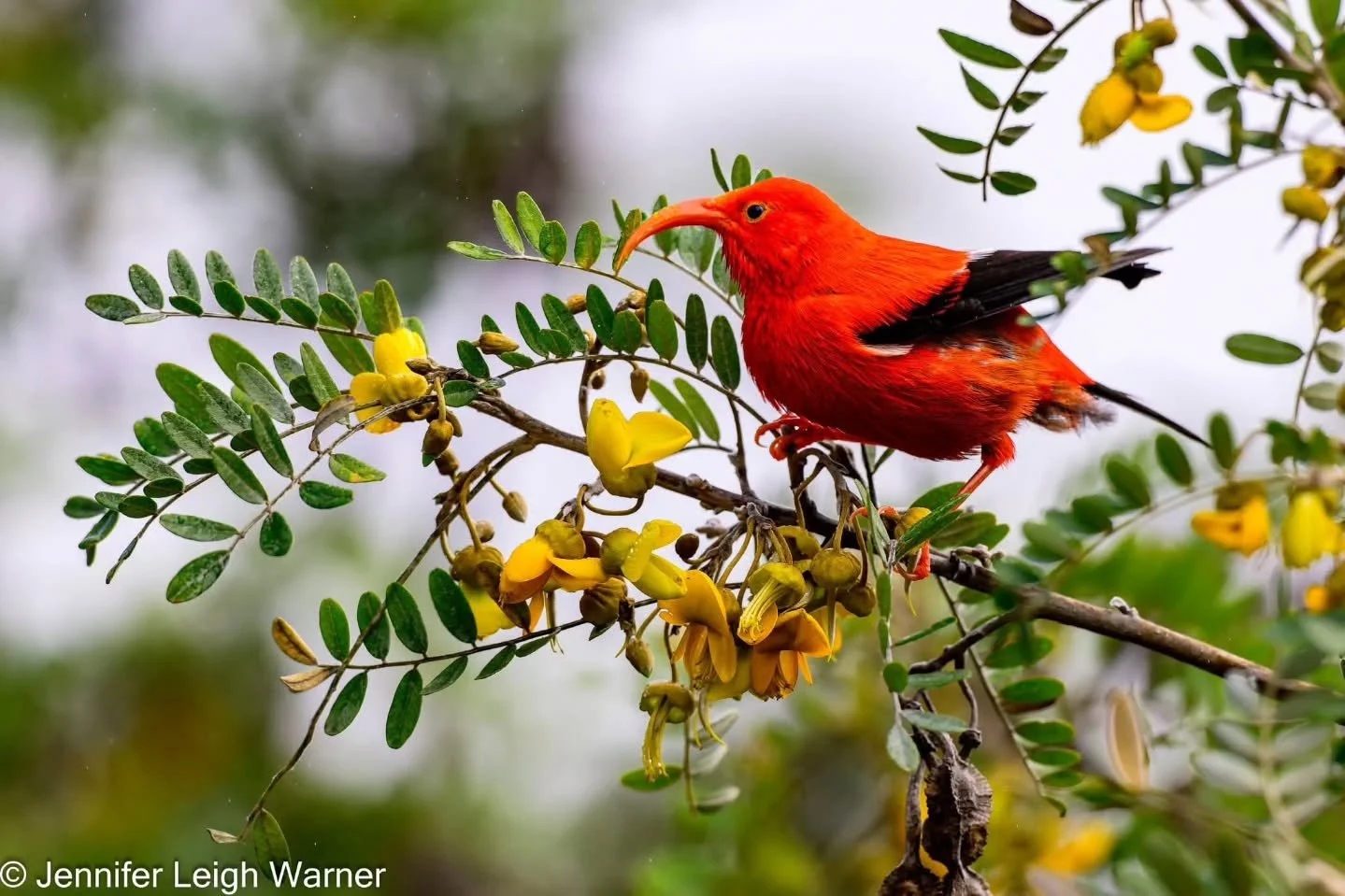 The ʻiʻiwi is one of the crown jewels of Hawaiian birdlife, a brilliant vermilion-and-black songbird with a long, deeply curved bill and it highly sought after by birders and photographers alike. This unique bird is endemic to the Hawaiian Islands, p