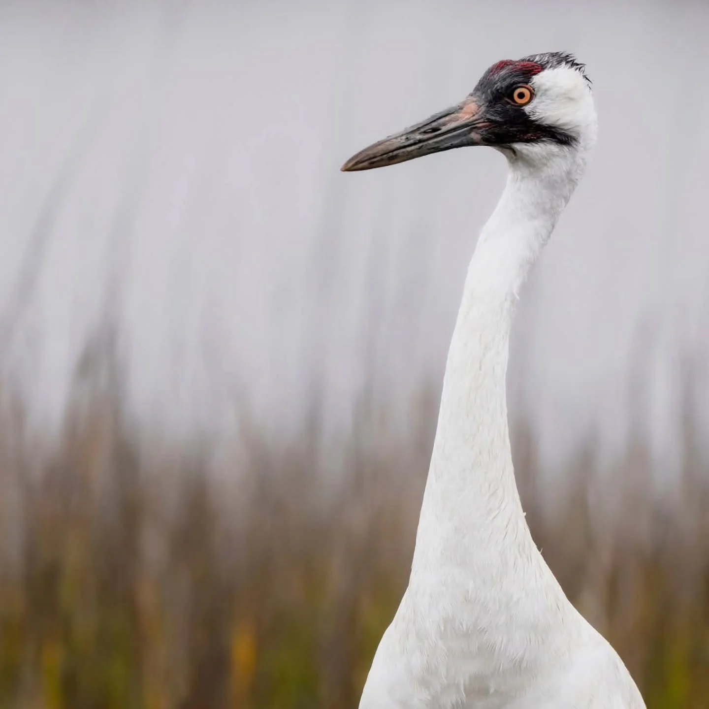 I'm off to the Whooping Crane Festival in the morning to set up my booth in the vendor area. I will be leading a workshop on Saturday as well as working as a volunteer naturalist on the boat trips.