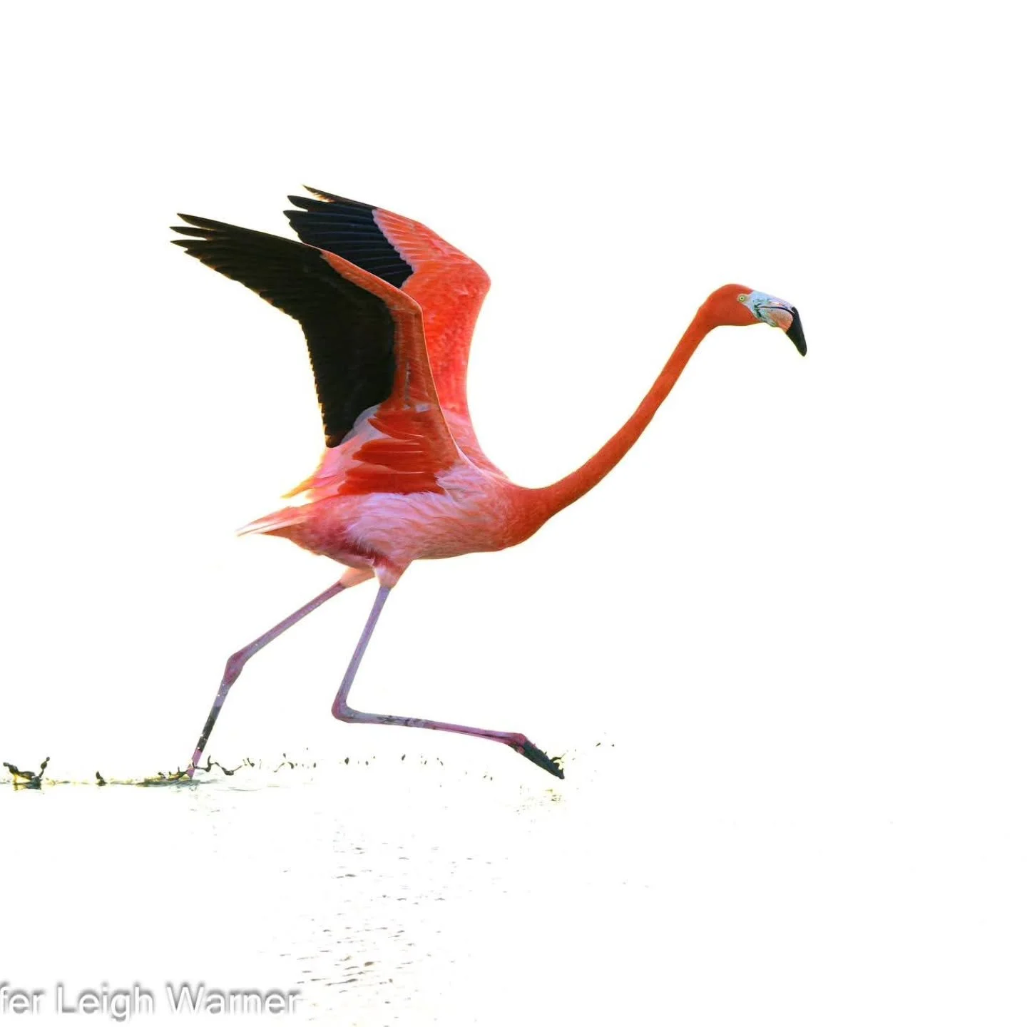 I just got back from the Whooping Crane Festival and again this year I thought my Backlit Birds Photography Workshop. This flamingo became everyone's favorite subject and the perfect model for our high key lesson.