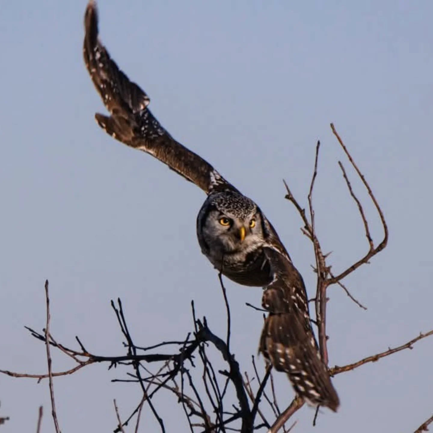 We are heading back to Northern Minnesota one last time this season for our final Photographing Owls tour with Wildside Nature Tours. We are hoping to photograph some boreal bird species including Northern Hawk Owls, like the one in this picture I ma