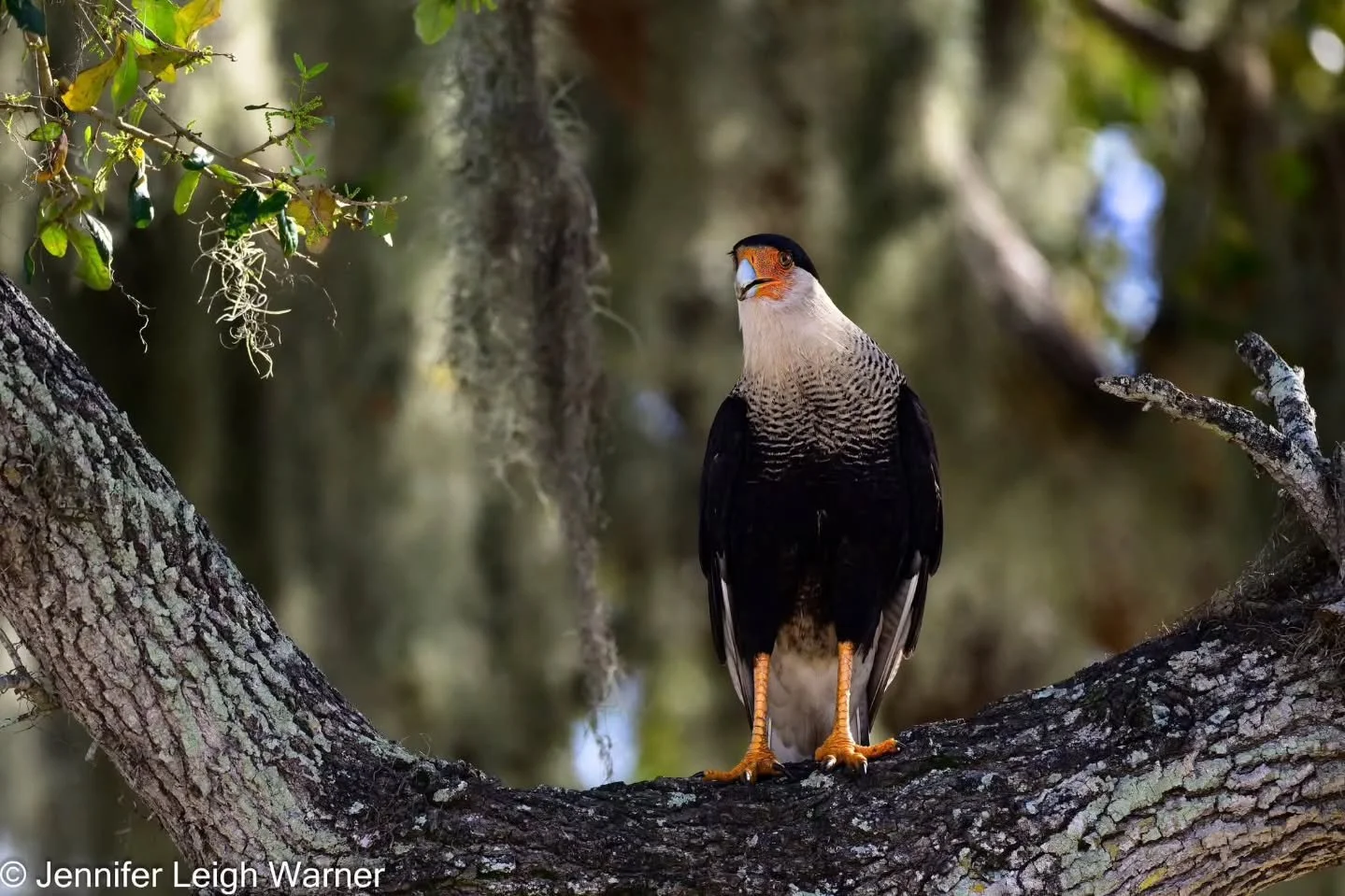 We just returned from an 11 day trip to Central Florida and man did we photograph some birds... and other wildlife. It was a fantastic trip and I can't wait to share with you some of the wildlife we photographed. 

This is a Crested Cara Cara, this r