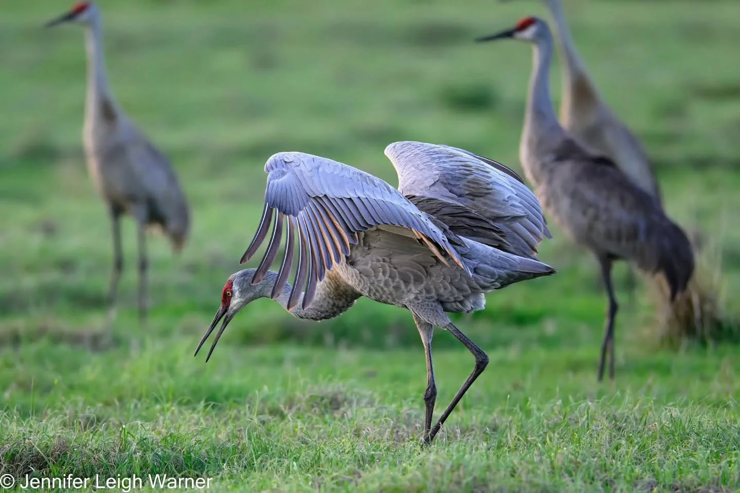 The Florida sandhill crane (Antigone canadensis pratensis) is a non-migratory, state-designated threatened subspecies found in Florida's prairies and marshes. The Florida sandhill cranes perform elaborate, year-round dancing displays characterized by