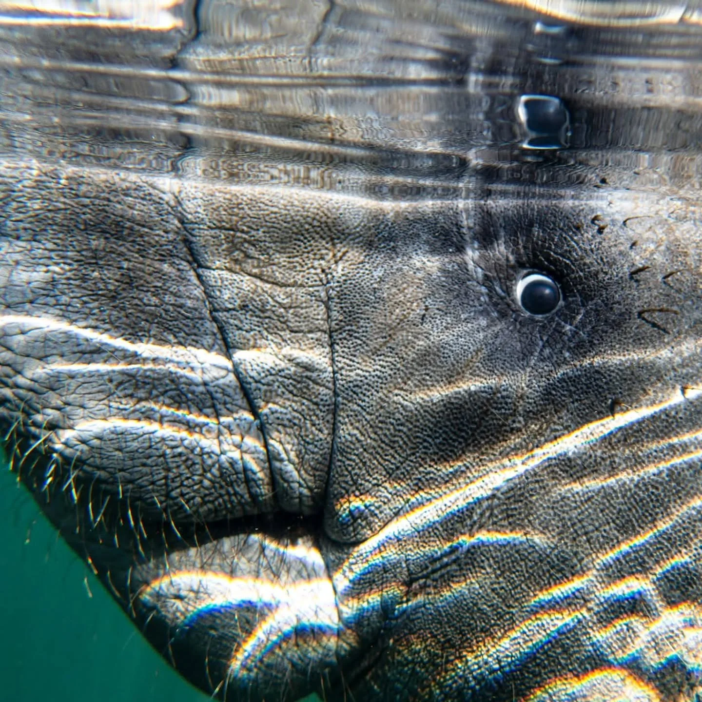 Up close and personal... swimming with manatees in Florida is truly an incredible experience. I have wanted to do this for a really long time, but I had no idea just how amazing it would feel the be in the presence of these gentle giants. They are pr