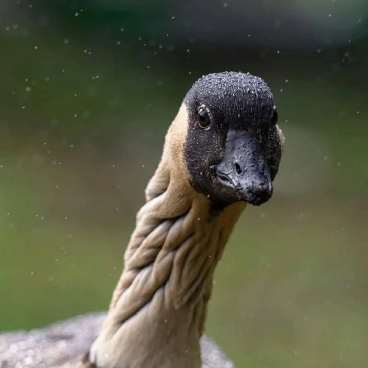 The nene (Branta sandvicensis), or Hawaiian goose, is Hawaii's state bird and the world's rarest goose. Endemic to Hawaii, this species has adapted to life on lava fields, featuring reduced webbed feet for walking. Once near extinction, they have rec