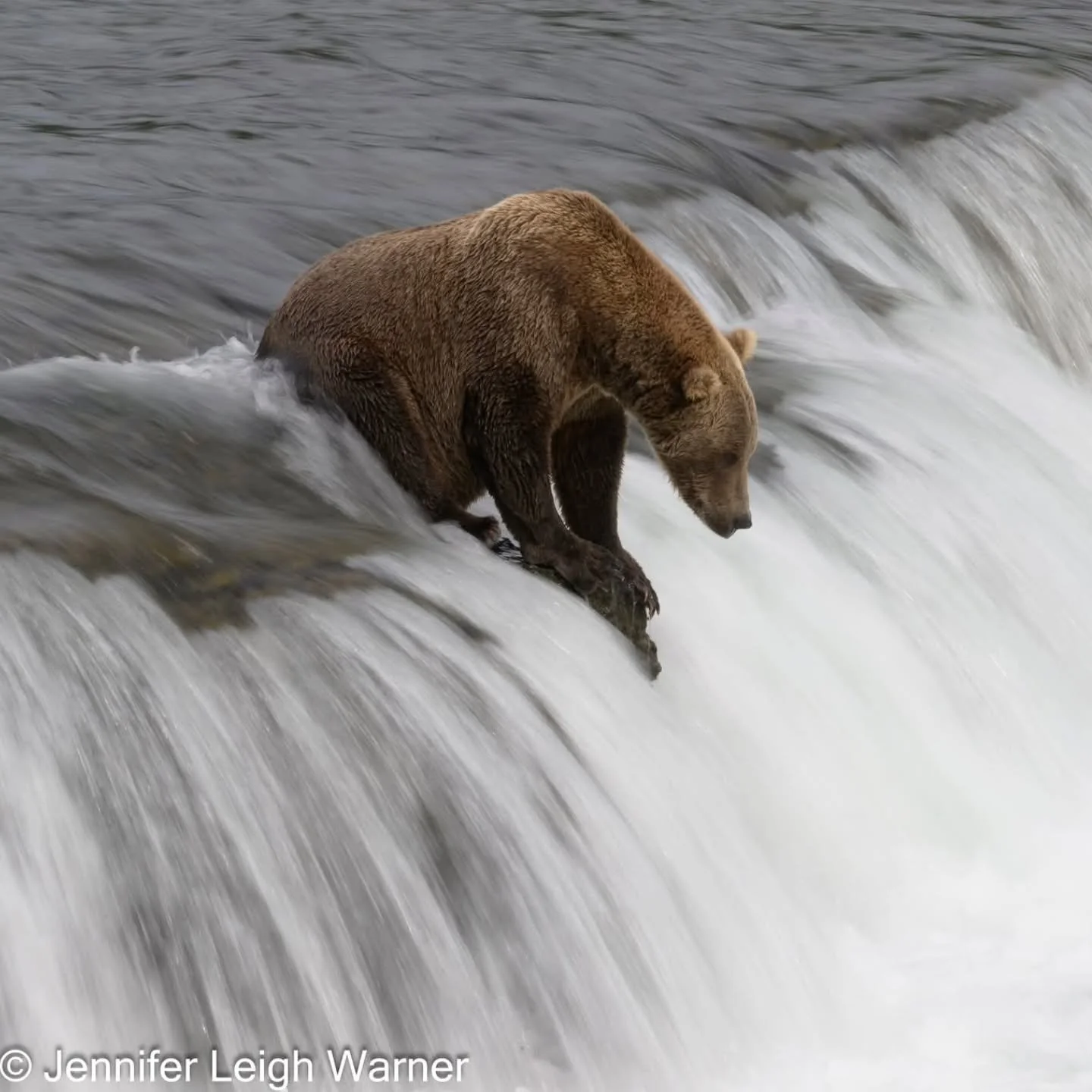 Due to some last minute cancellations, we have 1 available spot for our Alaskan Brown Bear Photography Adventure this August. We are closing registration for this tour on Wednesday April 1st. This is an amazing opportunity to photograph Alaskan Brown