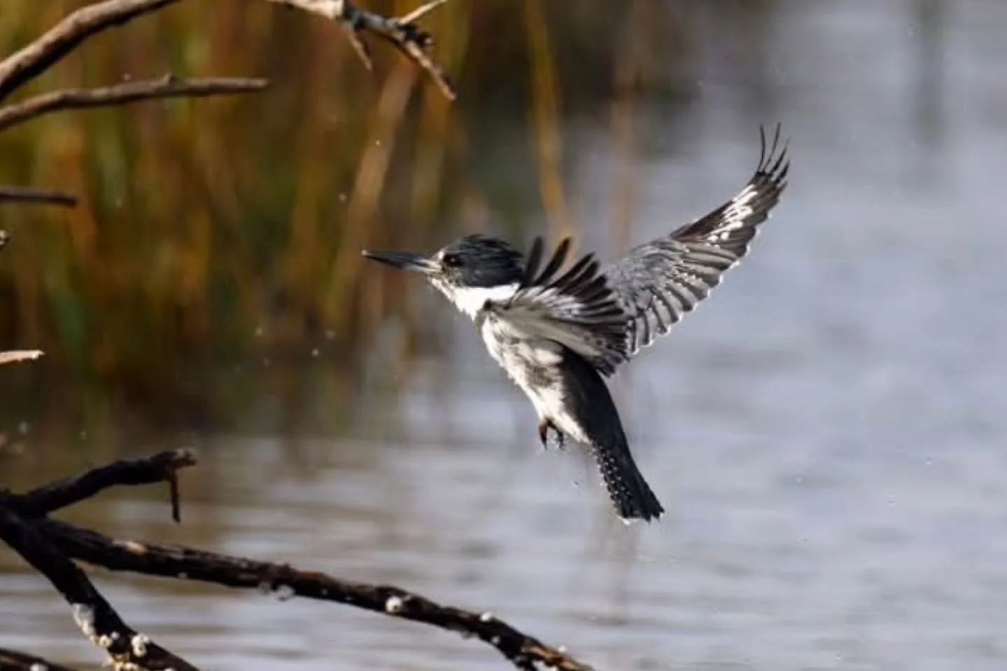 Meet "Buddy," while most belted kingfishers tend to be on the shy side, this belted kingfisher is no stranger to getting his picture taken. If you have ever been out on a boat in Aransas National Wildlife Refuge in Texas there is a good cha