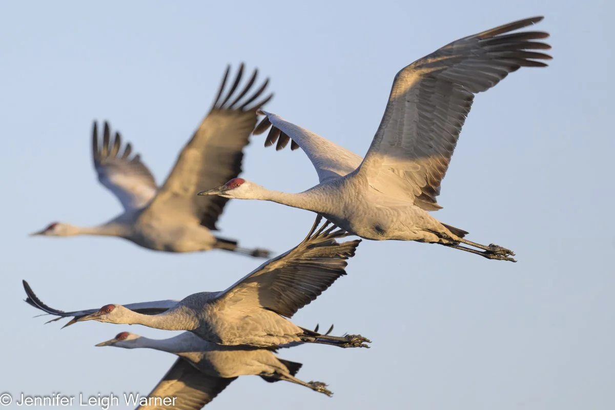 Wild Nebraska Photography Adventure