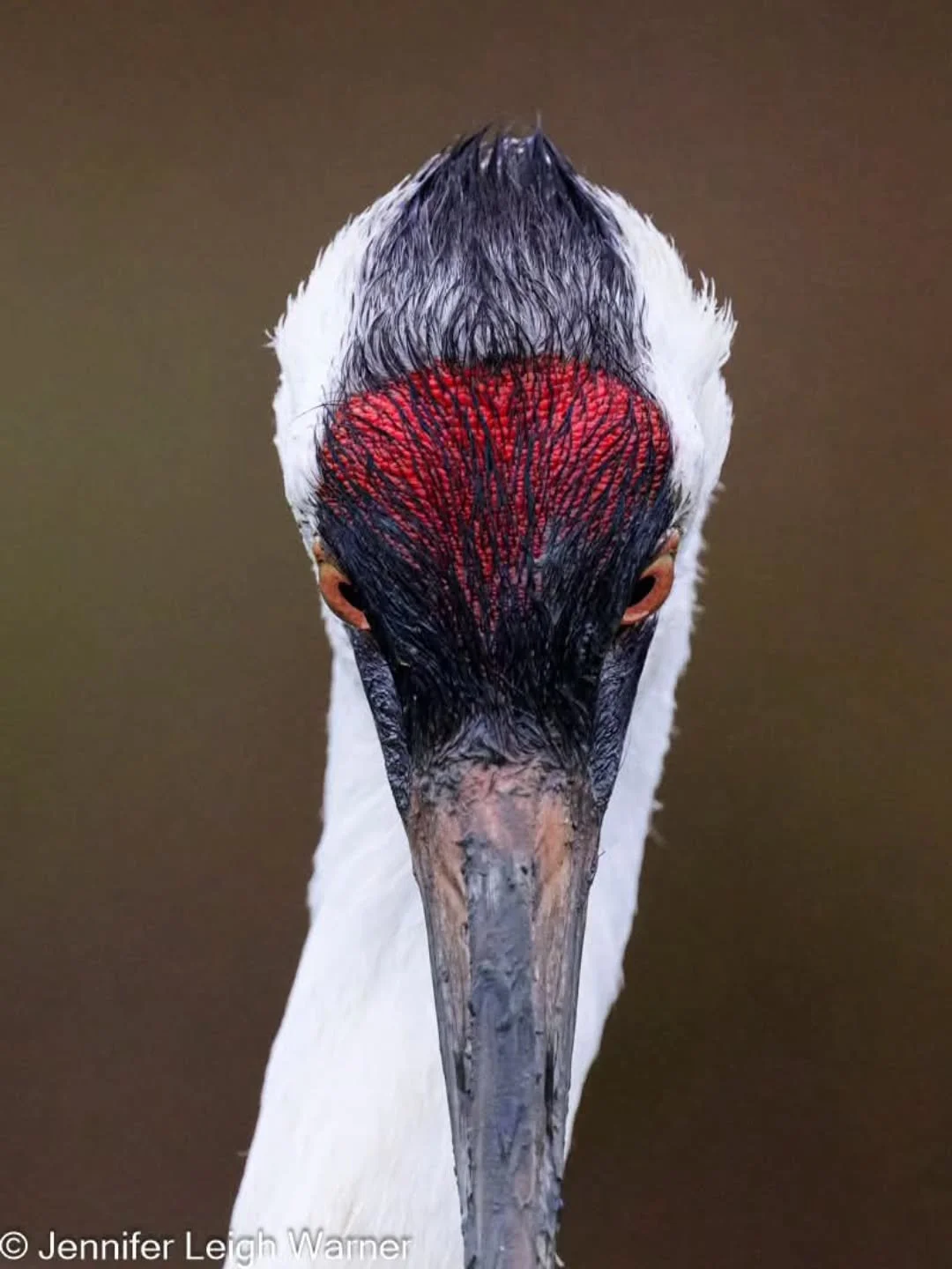 The red patch on a Whooping Crane's head is a patch of bare, featherless skin that extends from the cheeks over the top of the head (crown). It is not made of red feathers, but rather red-colored skin that can become brighter or expand when the bird 