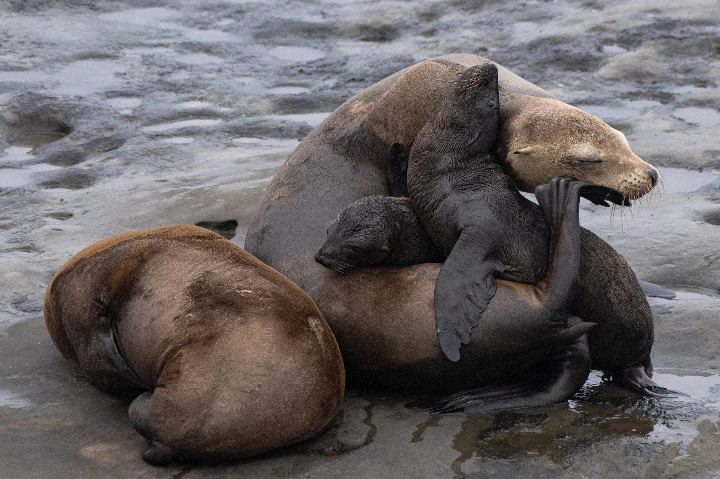 2026 BeWise x Girls Who Click Marine Mammal Photography Workshop 