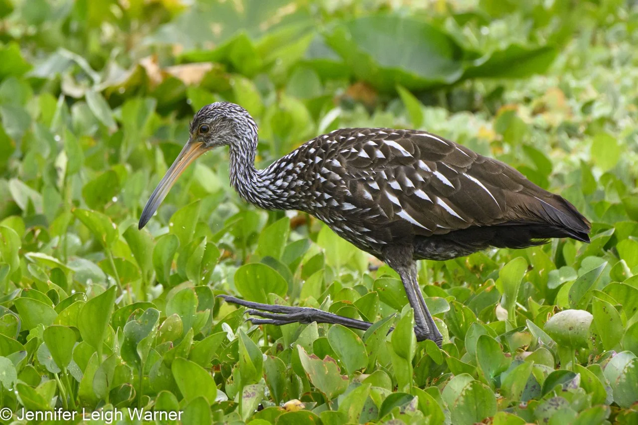 Women in Wildlife Photography Florida - Jennifer Leigh Warner (1).JPG