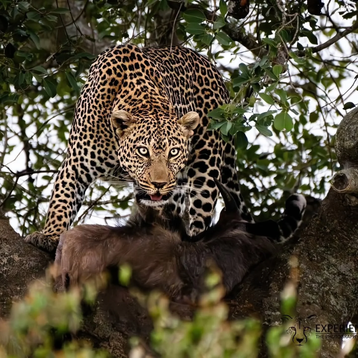 We are offering an amazing offer for both our Kenya tours. 10% off, which is $1,250 off the KENYA: Wildlife Migration Photo Safari
Dates: JULY 22 - 31, 2026 and $1,500 off the KENYA: Black Leopard Photo Safari Dates: JANUARY 21 - 31, 2027.
10% OFF wi