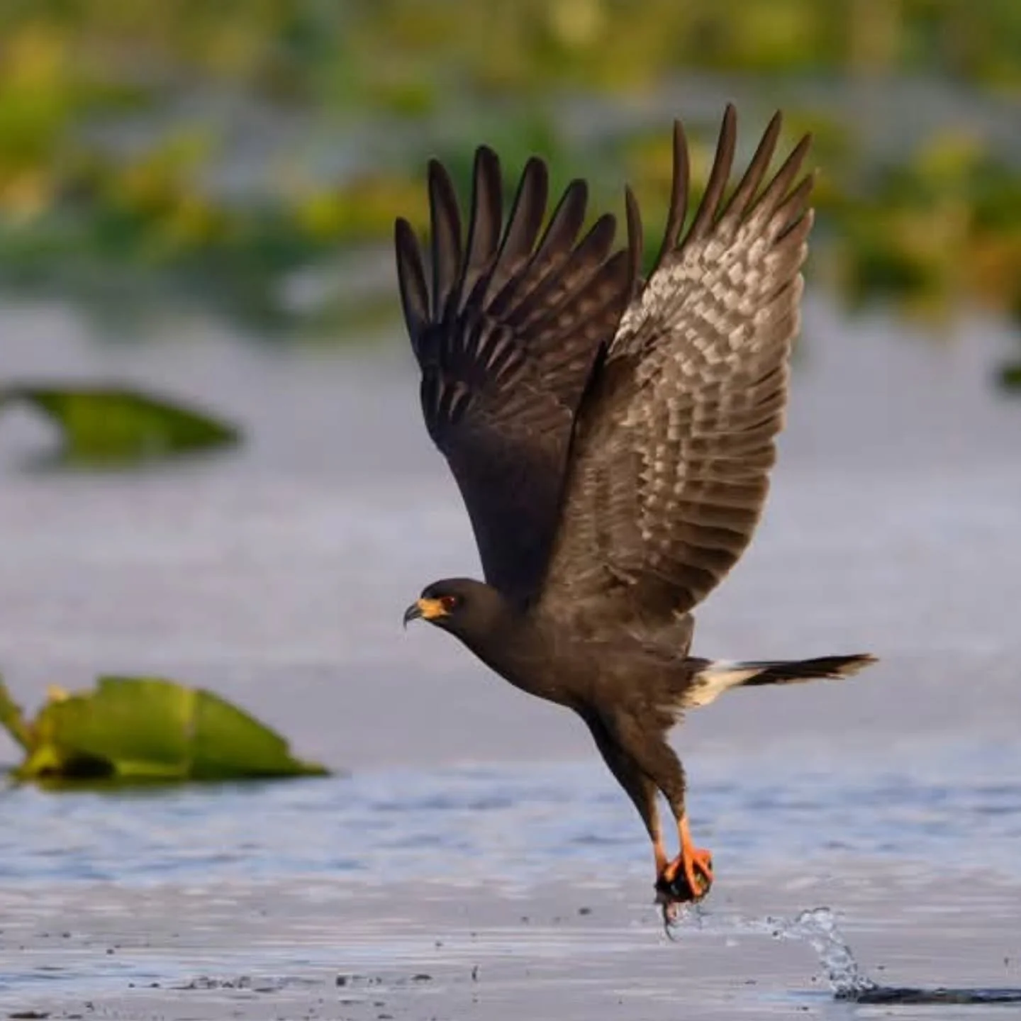 Snail Kites are listed as Federally Endangered in the United States and can only be found in Florida, although they are common in Central and South America. Snail Kite have evolved to feed almost entirely on freshwater apple snails.