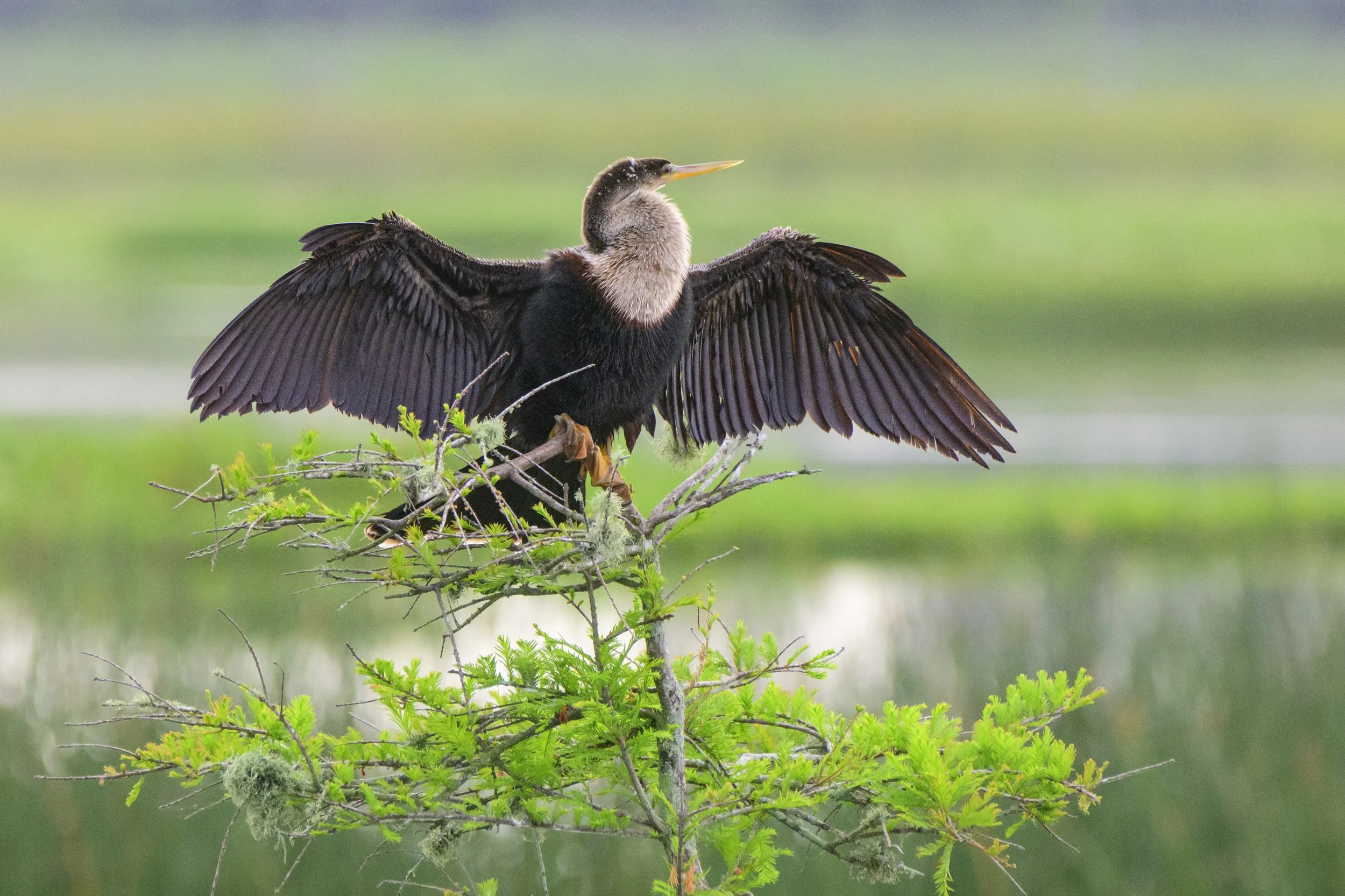 Anhinga - Bird of the Week