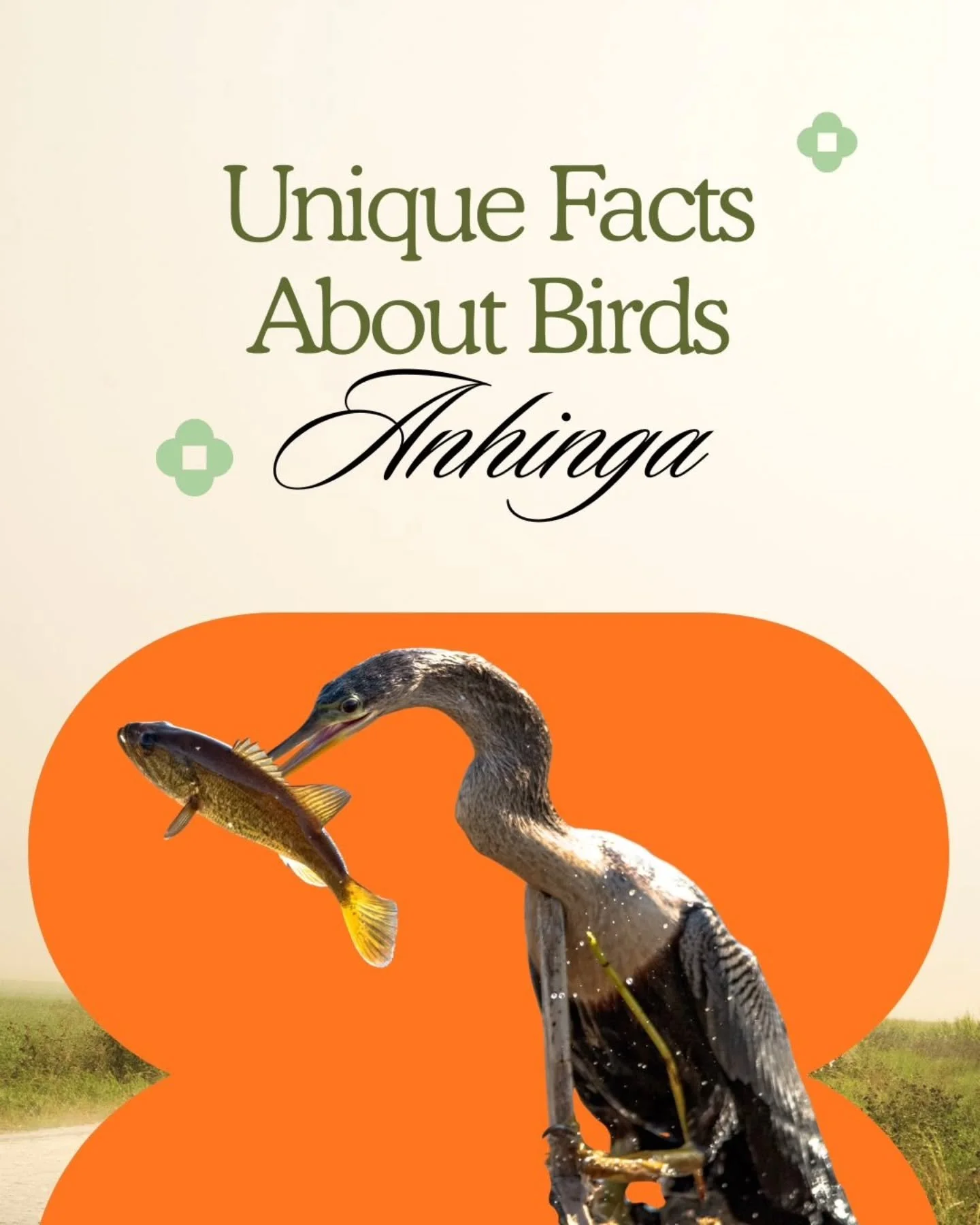 We are kicking off our Bird of the Week with the Anhinga. Did you know that Anhingas are unique water birds known as "snakebirds." They hunt by swimming submerged in water to spear fish with their sharp, dagger-like bills. Unlike most water